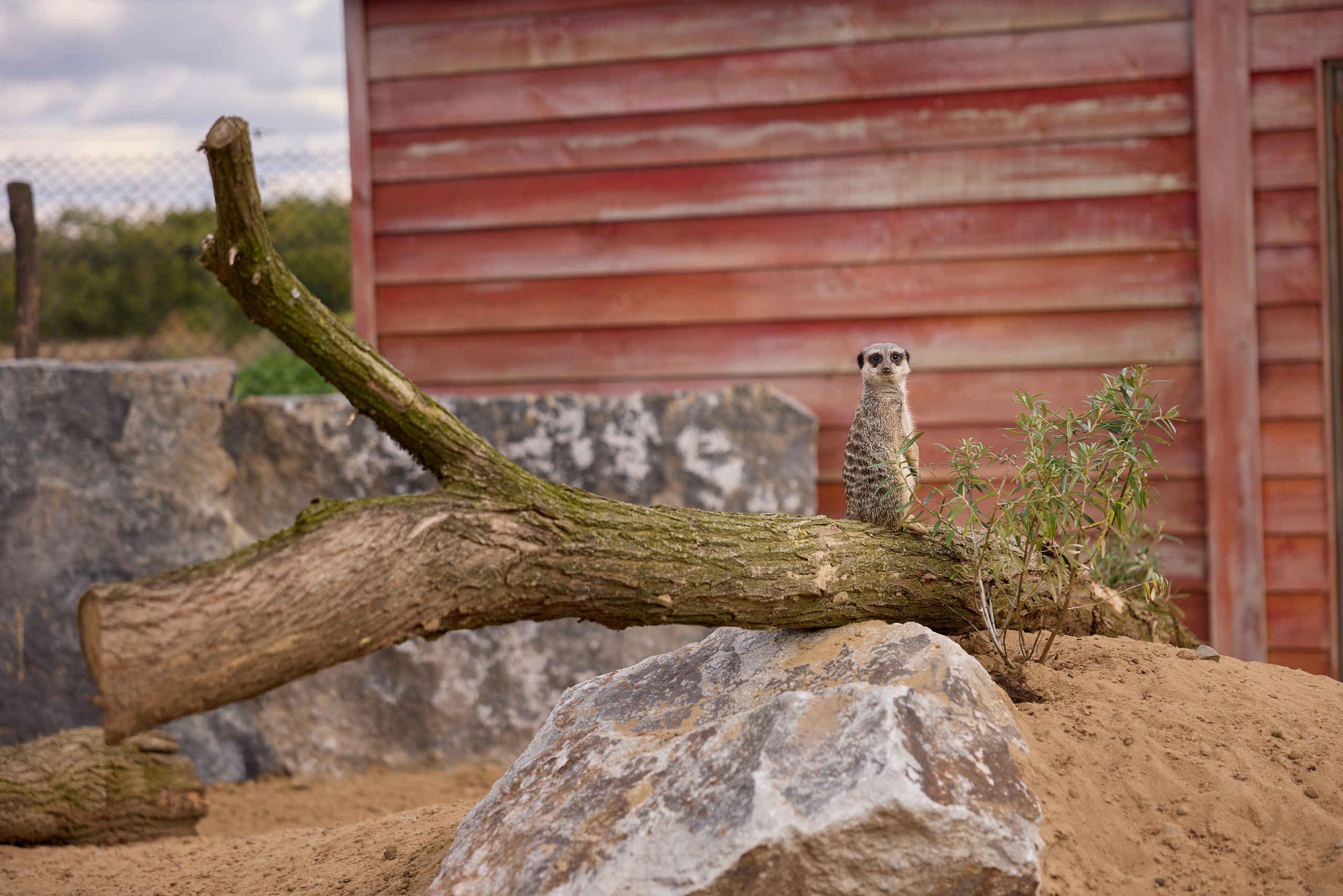 Zooparc Ngorongoro stokstaartje