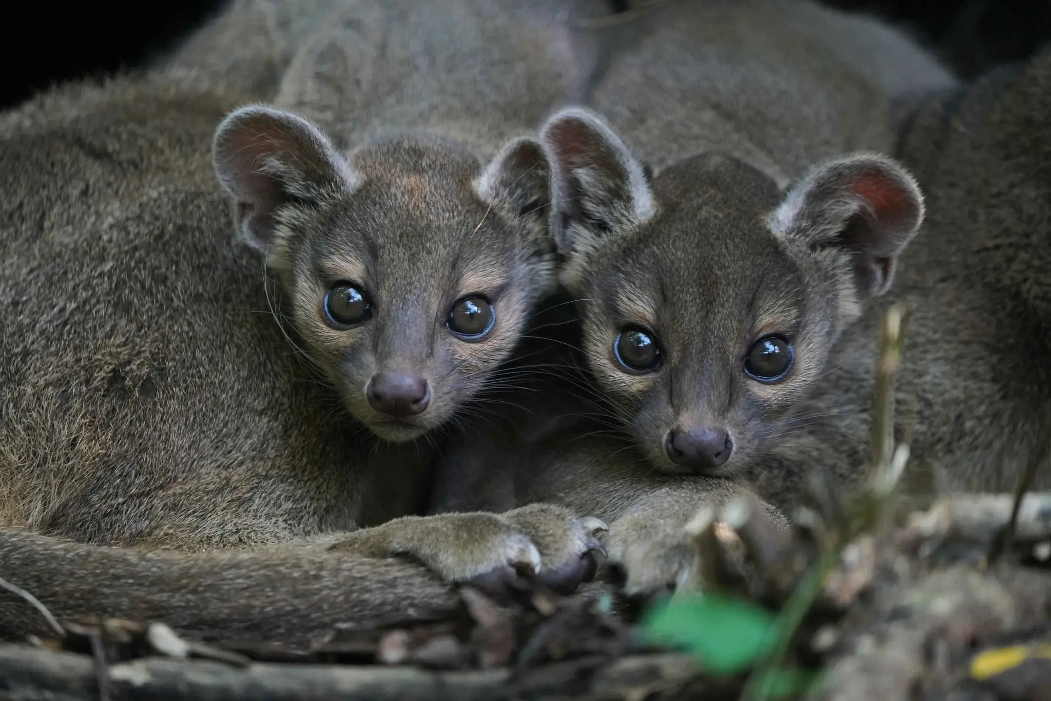 Twee jonge fossa's liggen bij hun moeder bij ZooParc Overloon