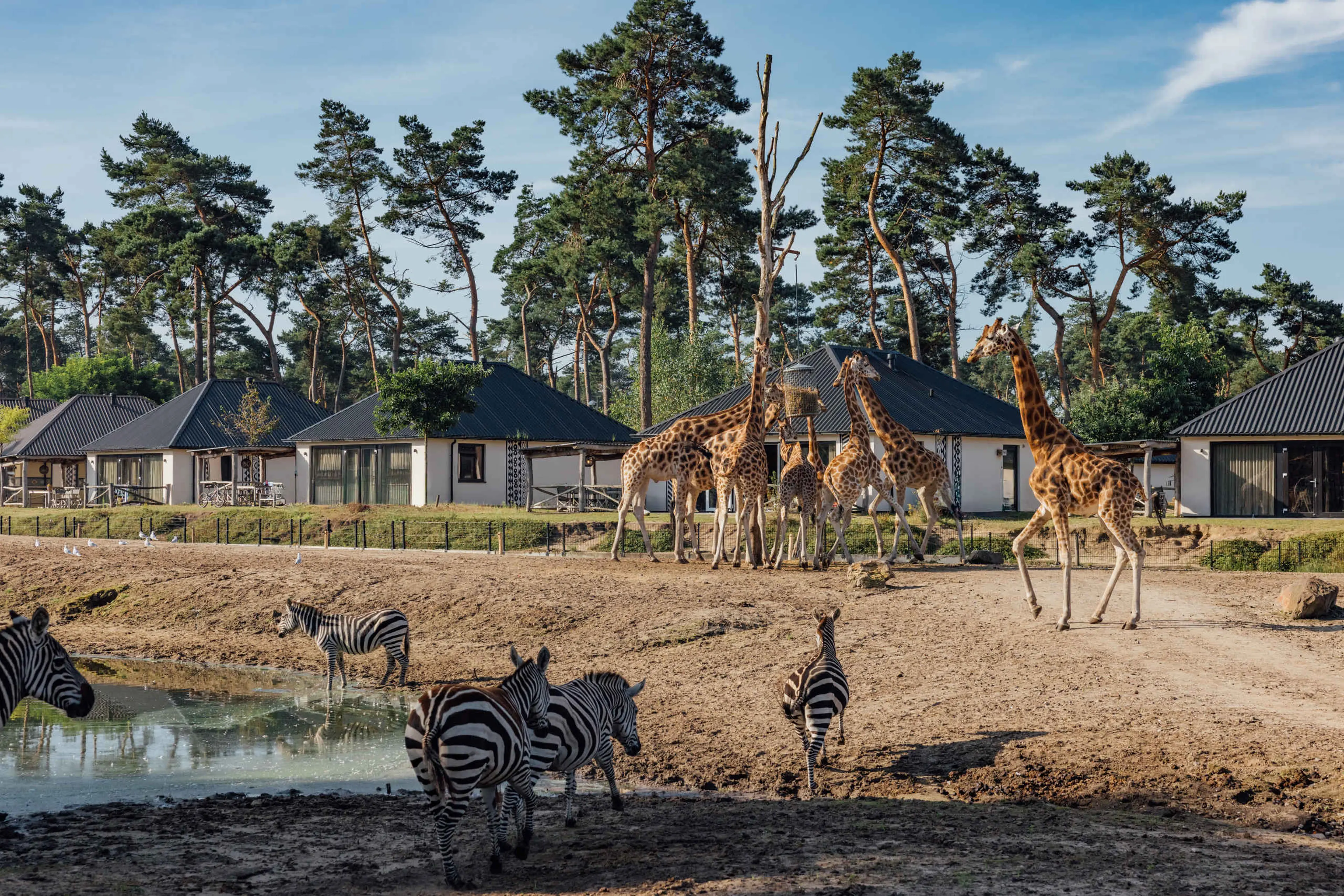 Giraffes en zebra's op de savanne bij het Safari Resort Beekse Bergen.
