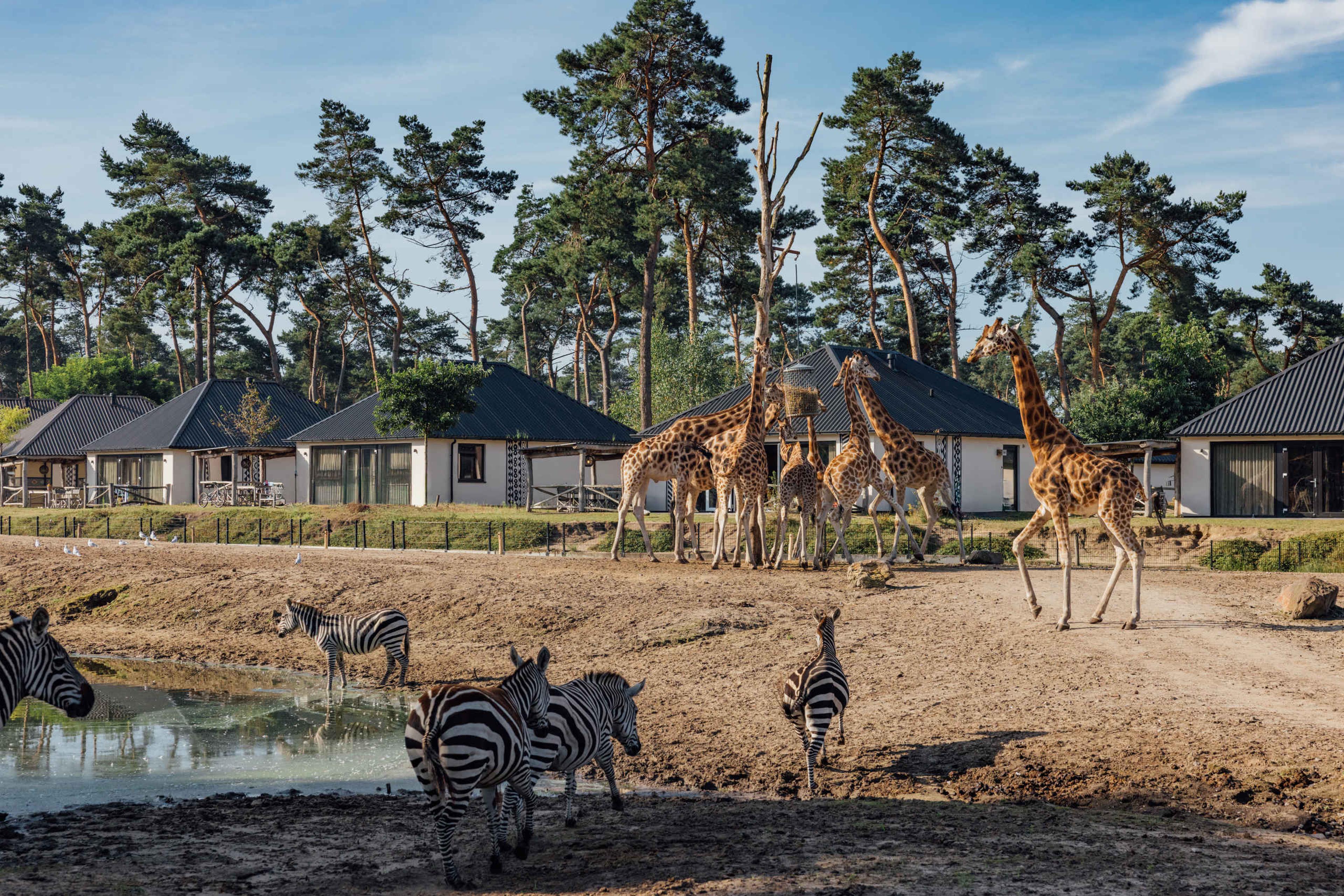 Giraffes en zebra's op de savanne bij het Safari Resort Beekse Bergen.