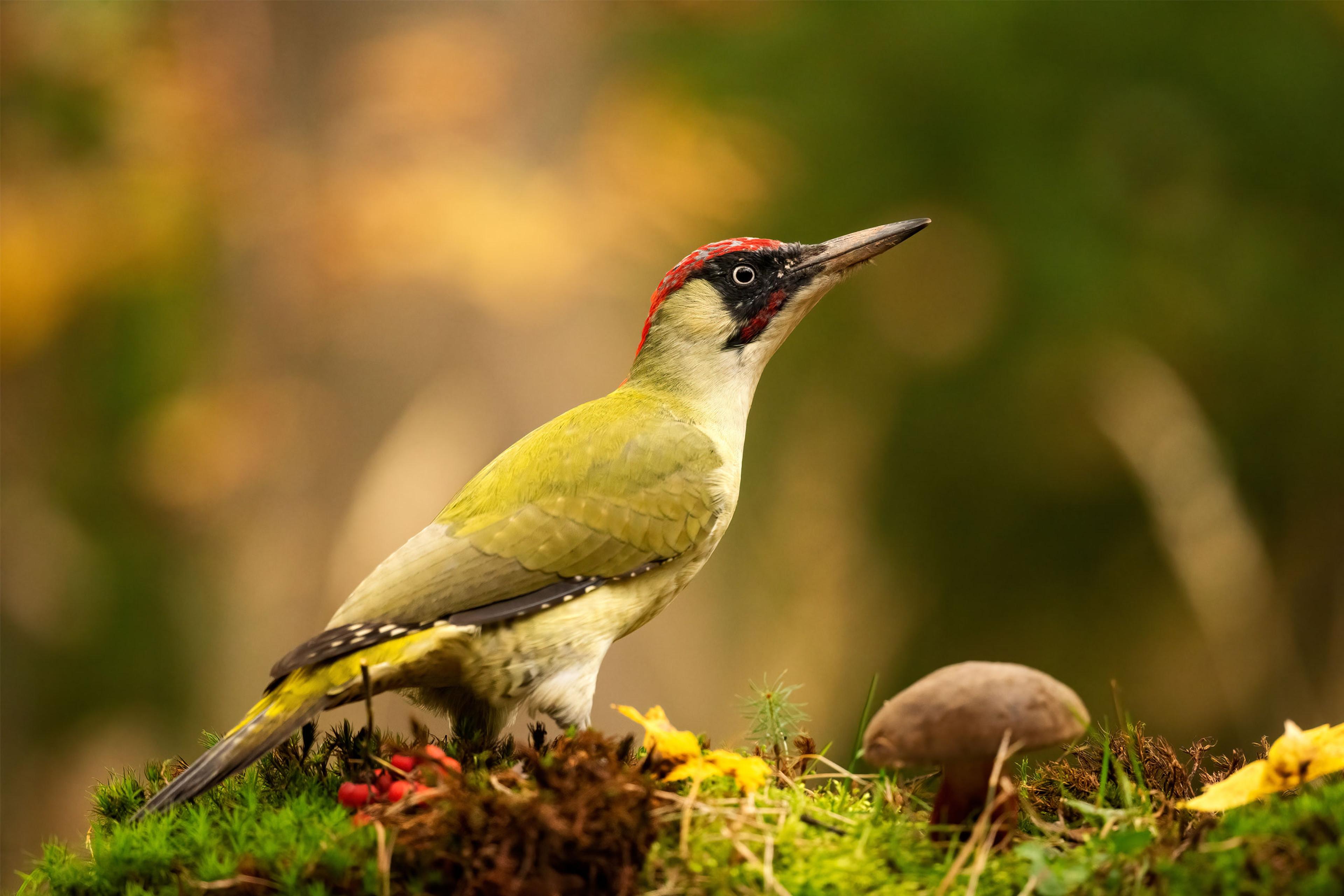 Een groene specht in de natuur