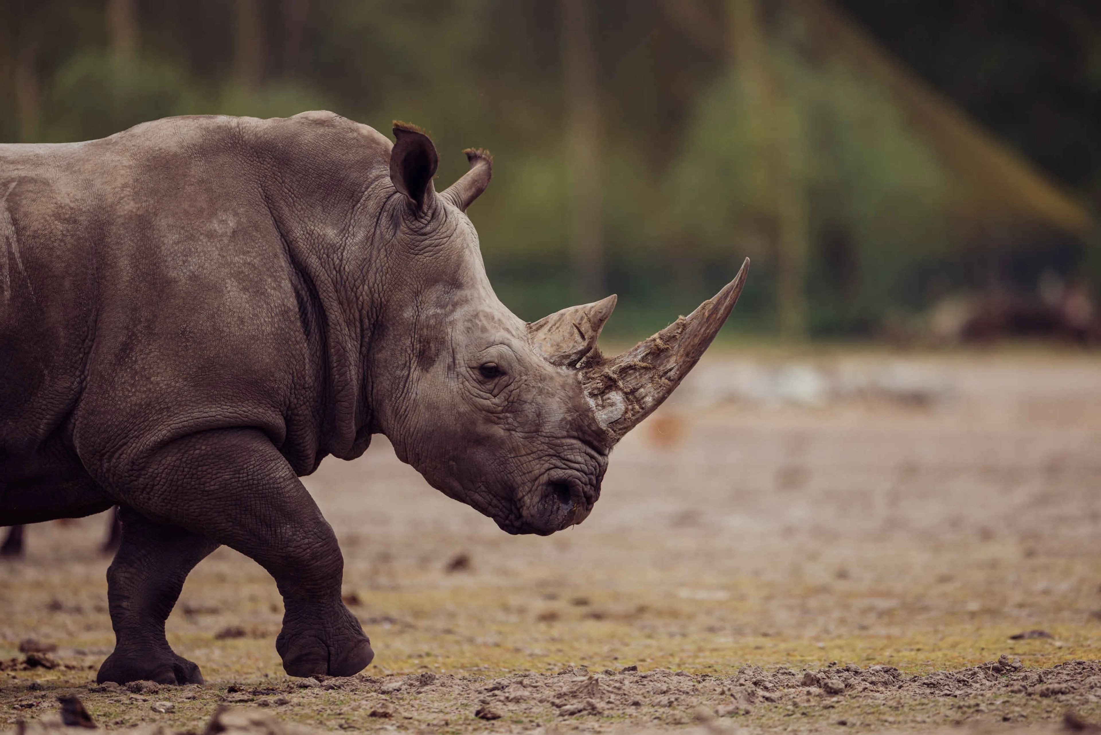 Breedlipneushoorn close-up van de zijkant in Safaripark Beekse Bergen