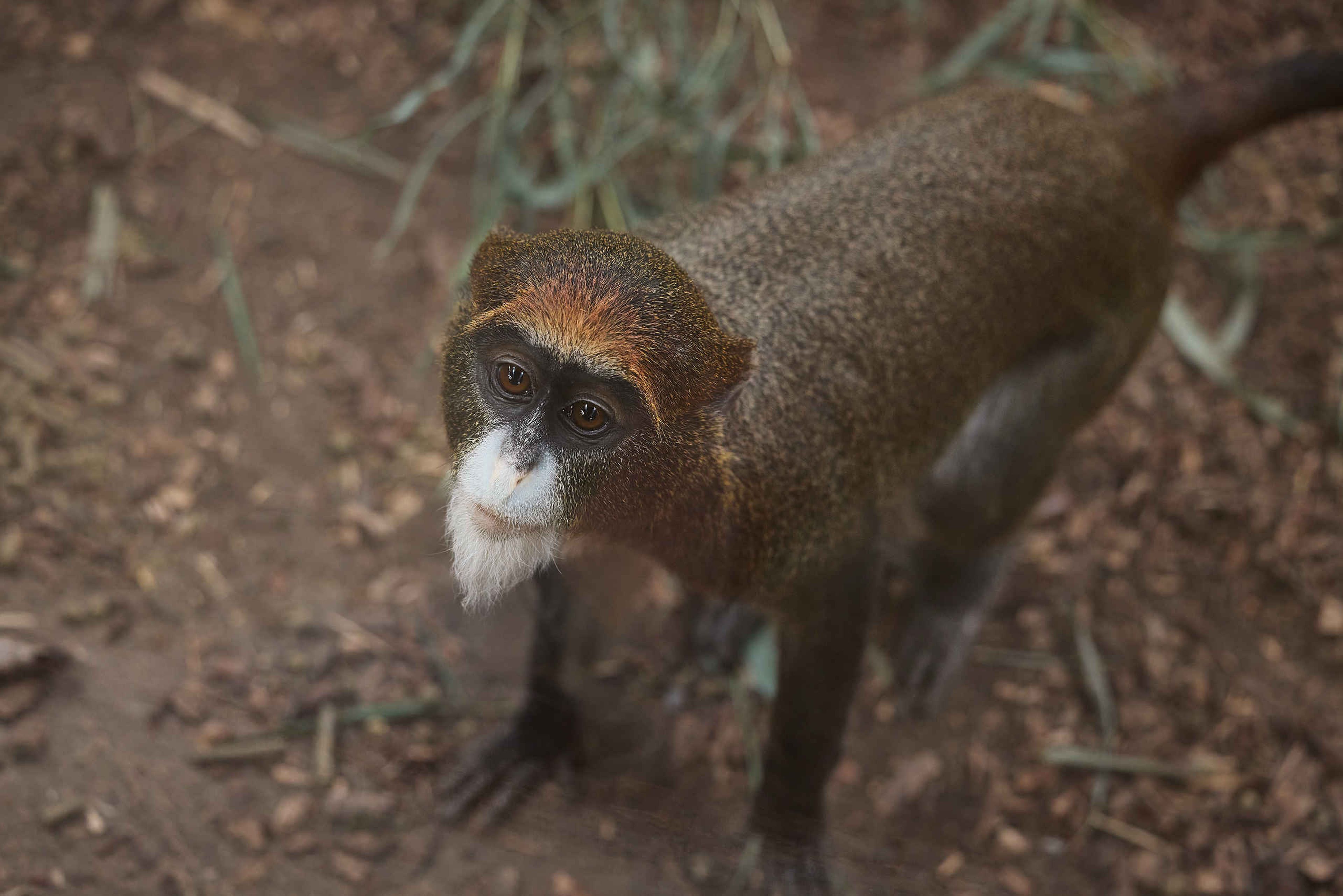 Een brazzameerkat in ZooParc Overloon