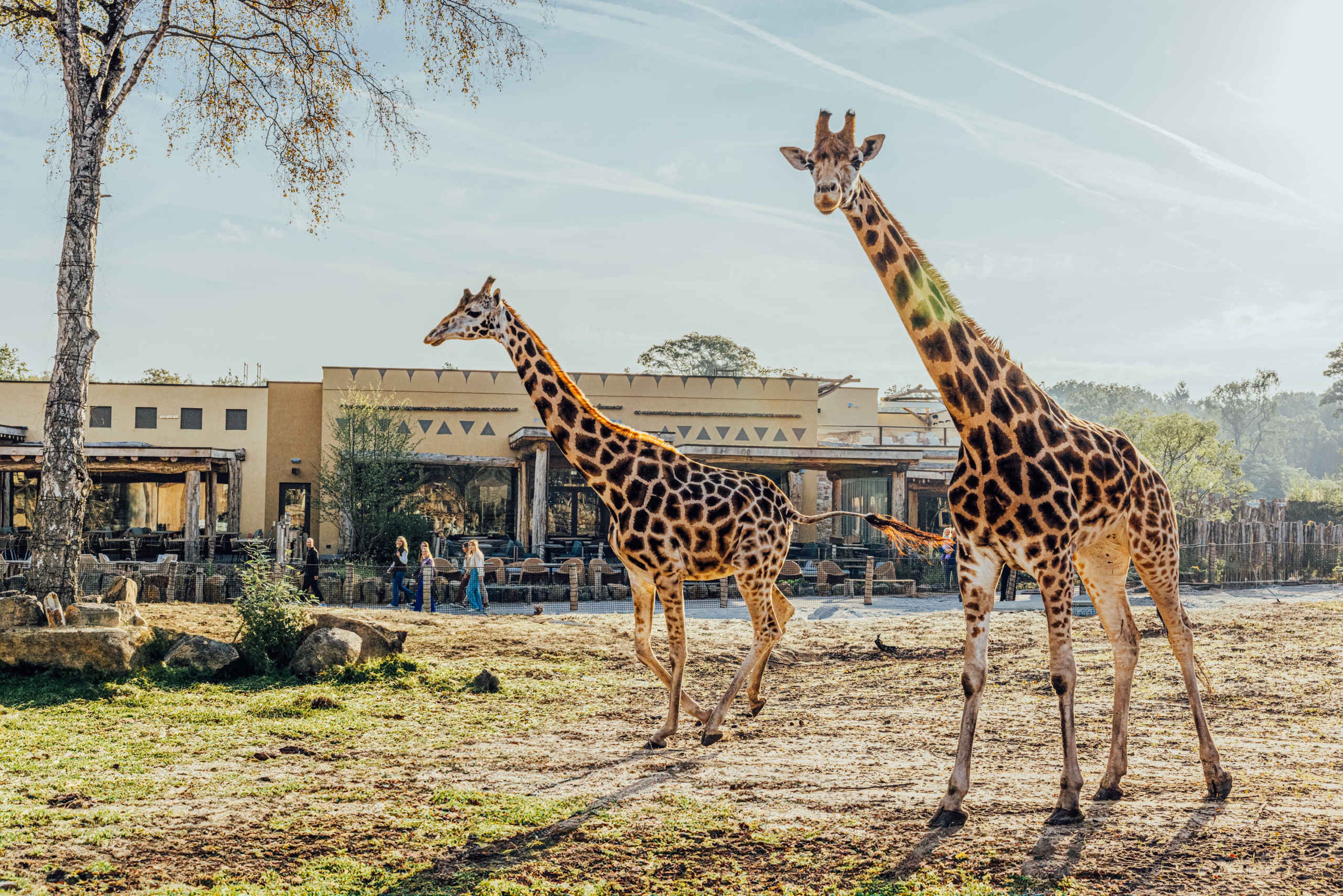 Giraffes op de savanne vlakbij het terras van Safari Hotel Beekse Bergen