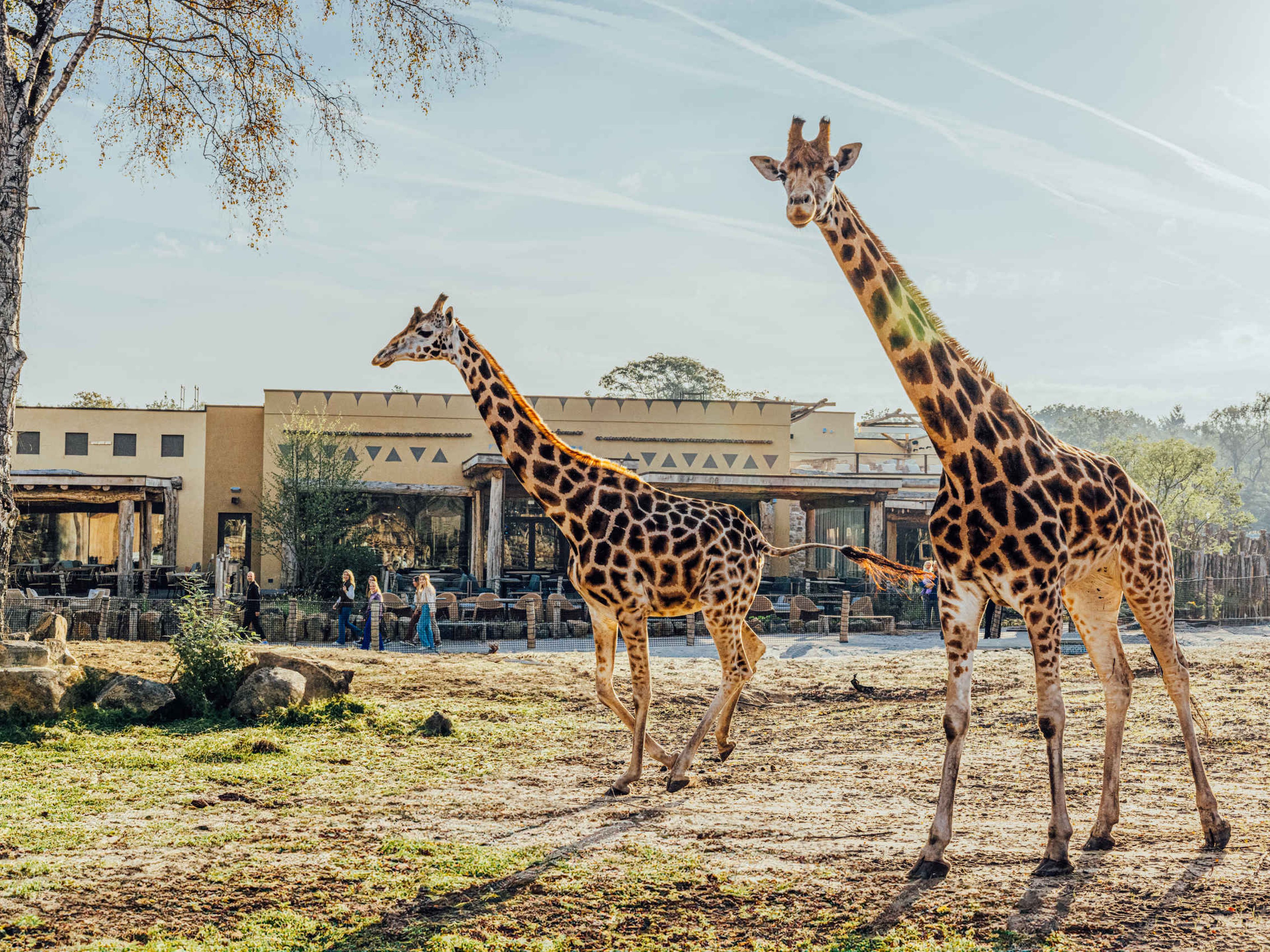Giraffes op de savanne vlakbij het terras van Safari Hotel Beekse Bergen
