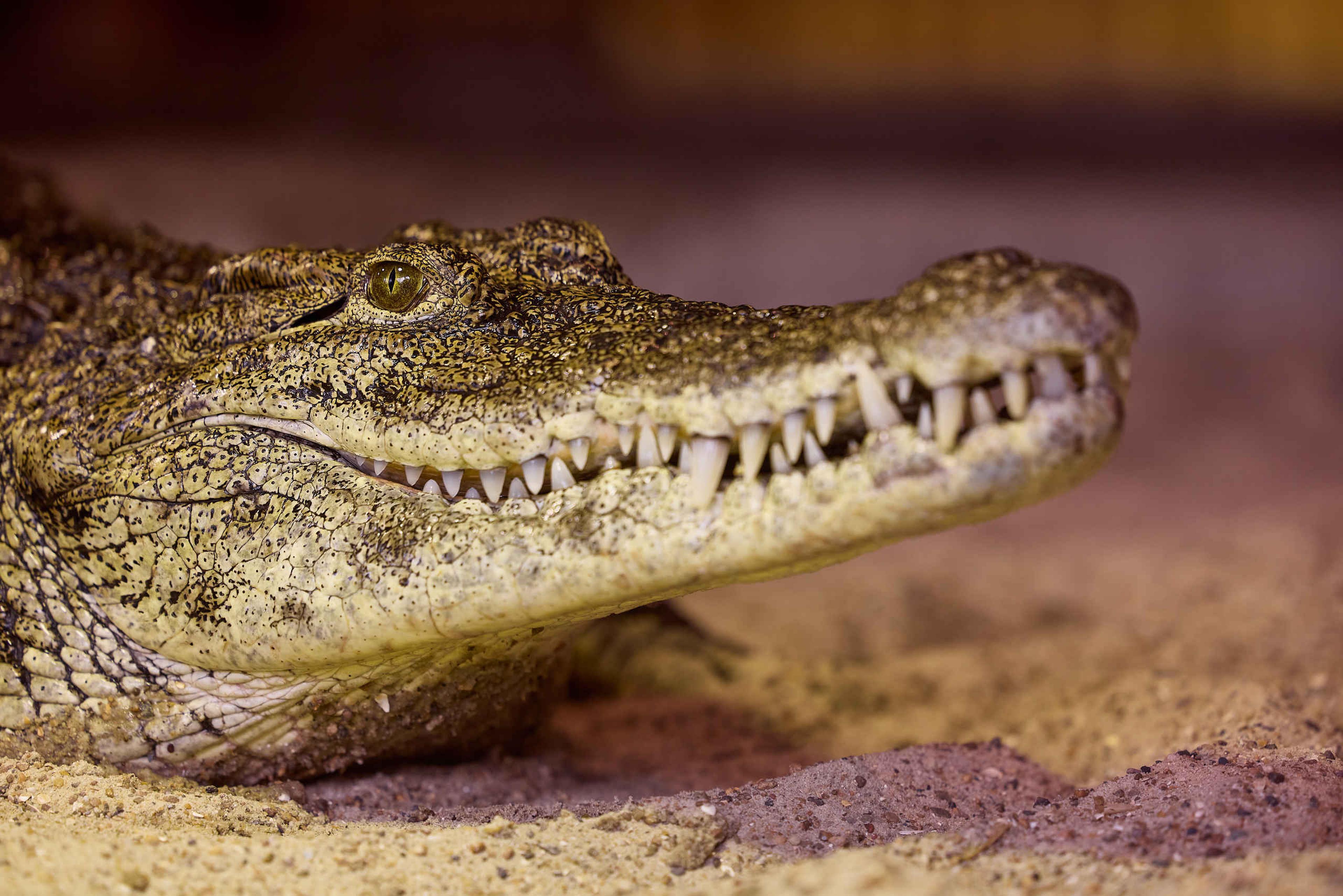 Nijlkrokodil close-up op het zand in AquaZoo Leeuwarden