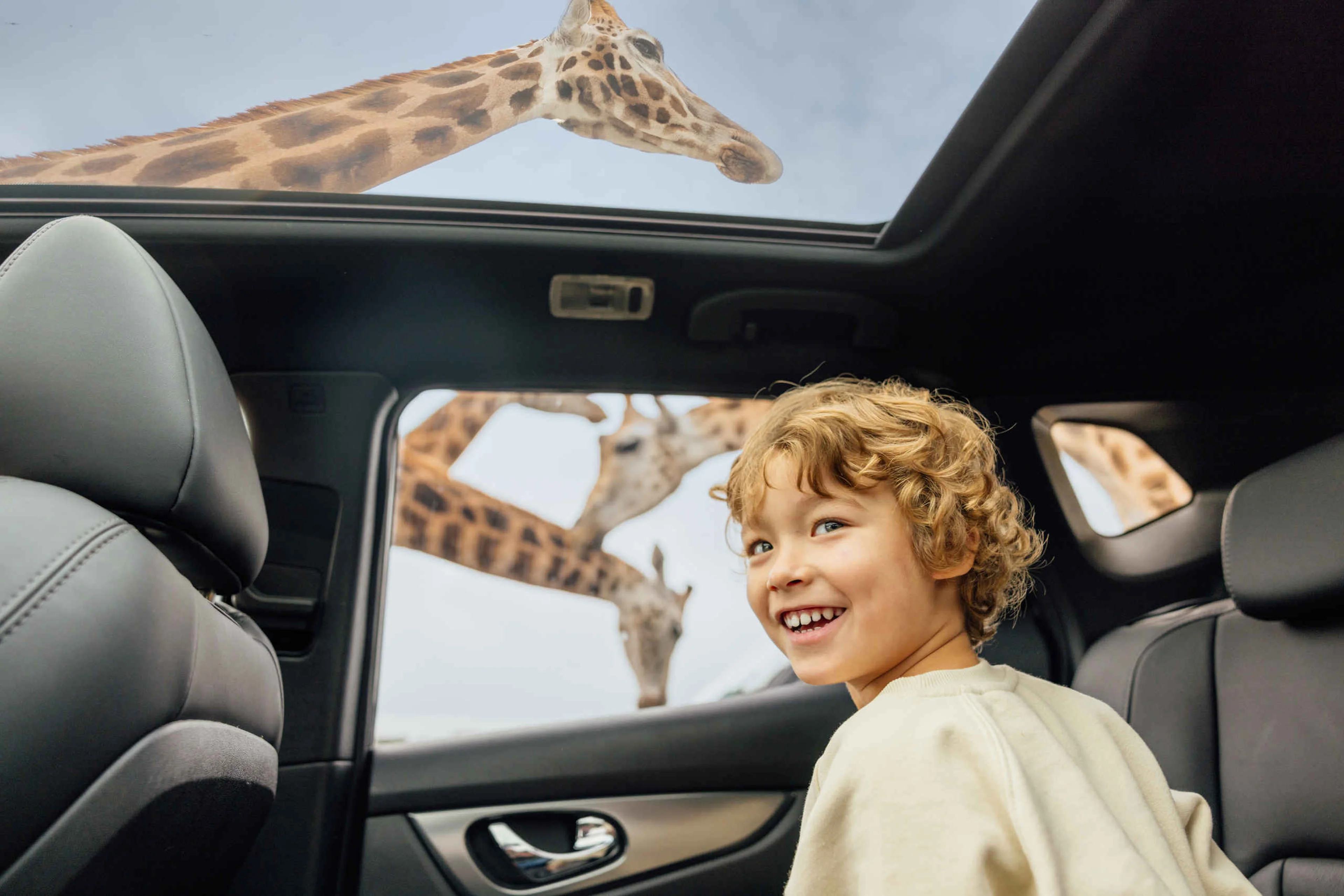 Kind kijkt naar giraffen vanuit de auto tijdens autosafari in Safaripark Beekse Bergen