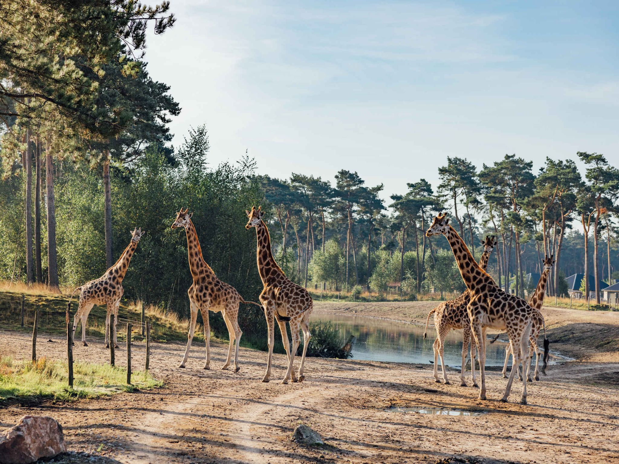 Een groep giraffen op de savanne bij Safari Resort Beekse Bergen.