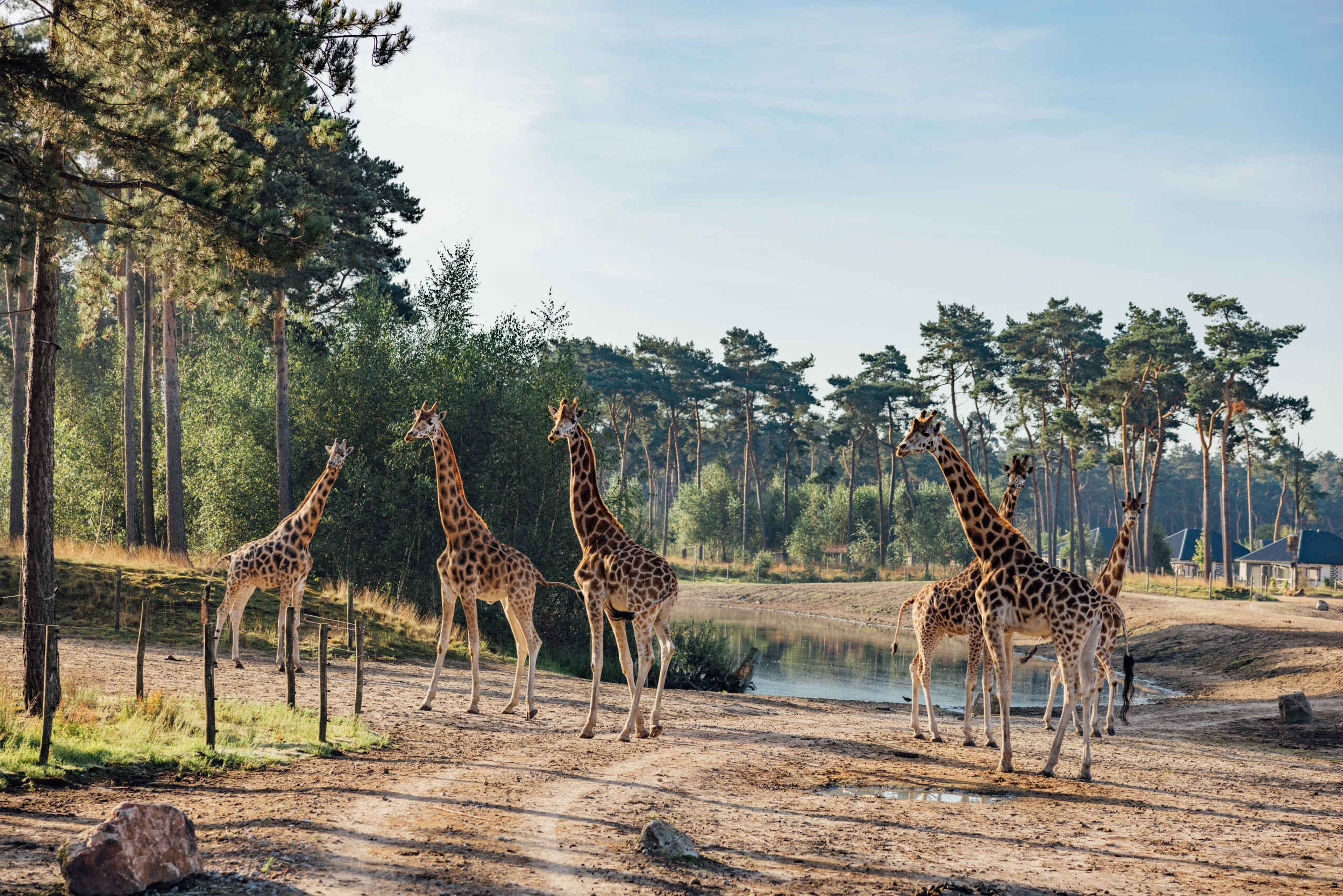 Een groep giraffen op de savanne bij Safari Resort Beekse Bergen.