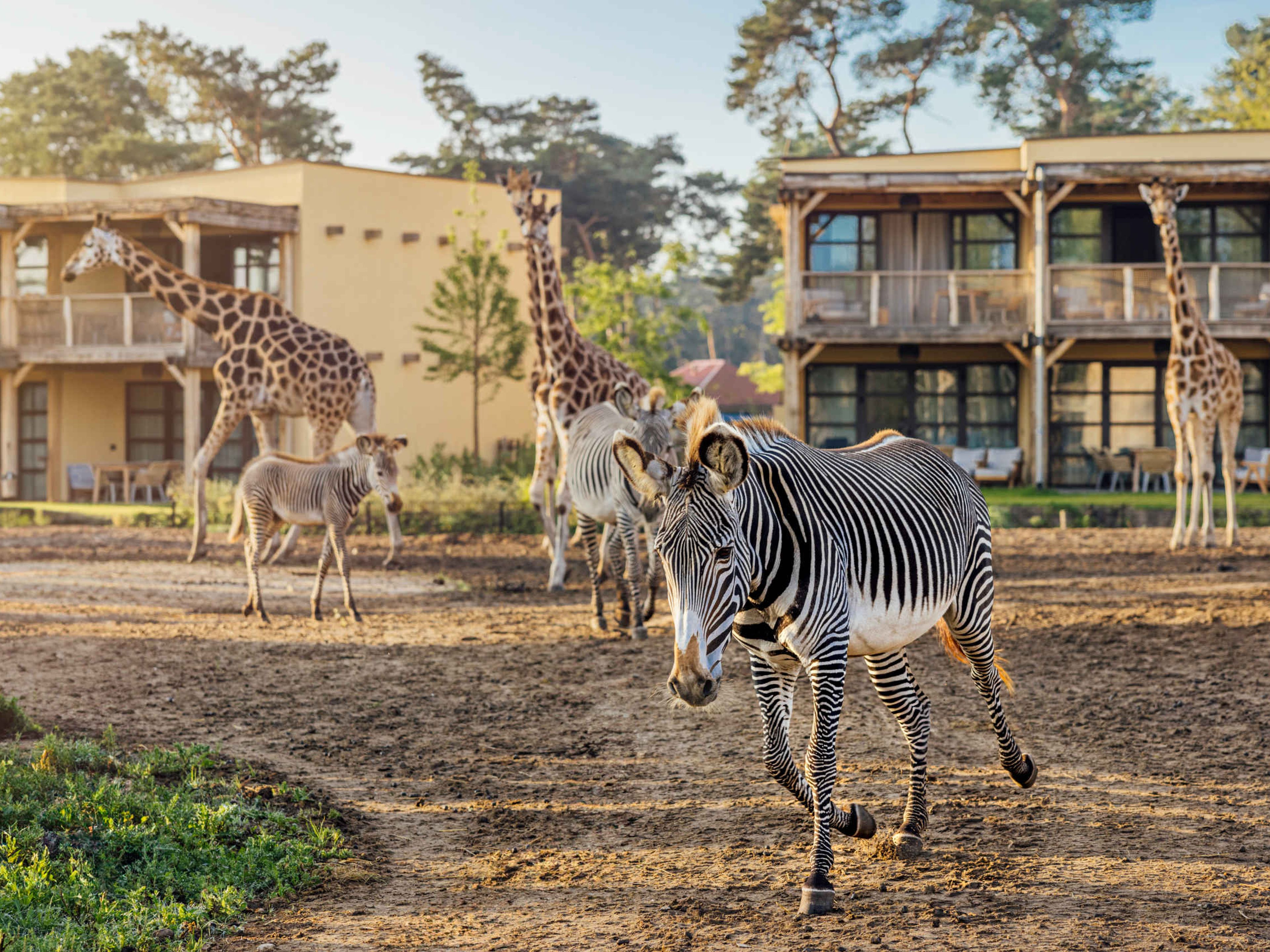 Giraffen en zebra's op de savanne bij het Safari Hotel Beekse Bergen