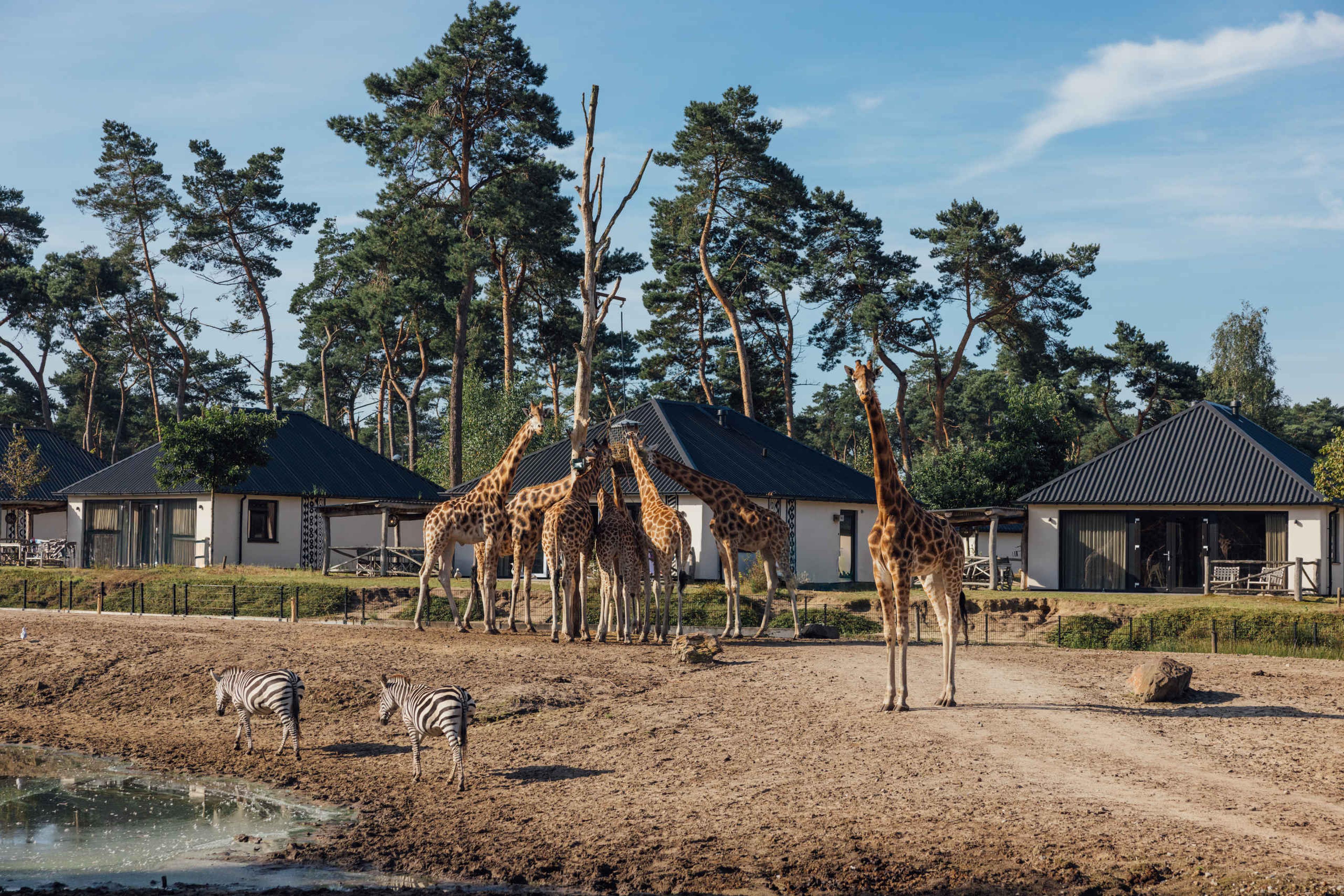 Giraffen en zebra's voor savanne lodge op Safari Resort Beekse Bergen