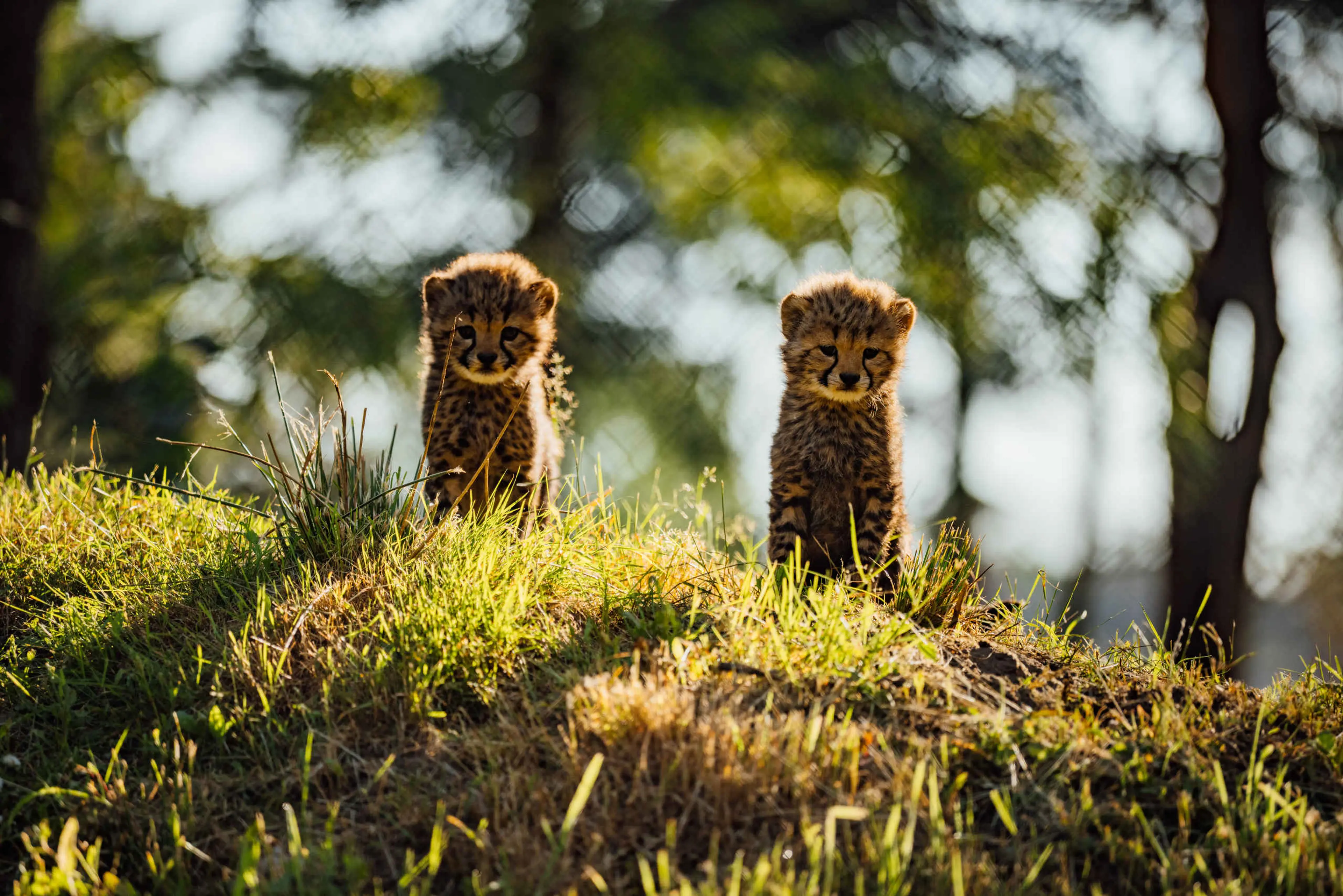 Twee zuidelijke cheeta's lopen over de savanne bij Safaripark Beekse Bergen, te bezoeken met de 1-daagse Attractiepas van Vakantiepark Dierenbos.