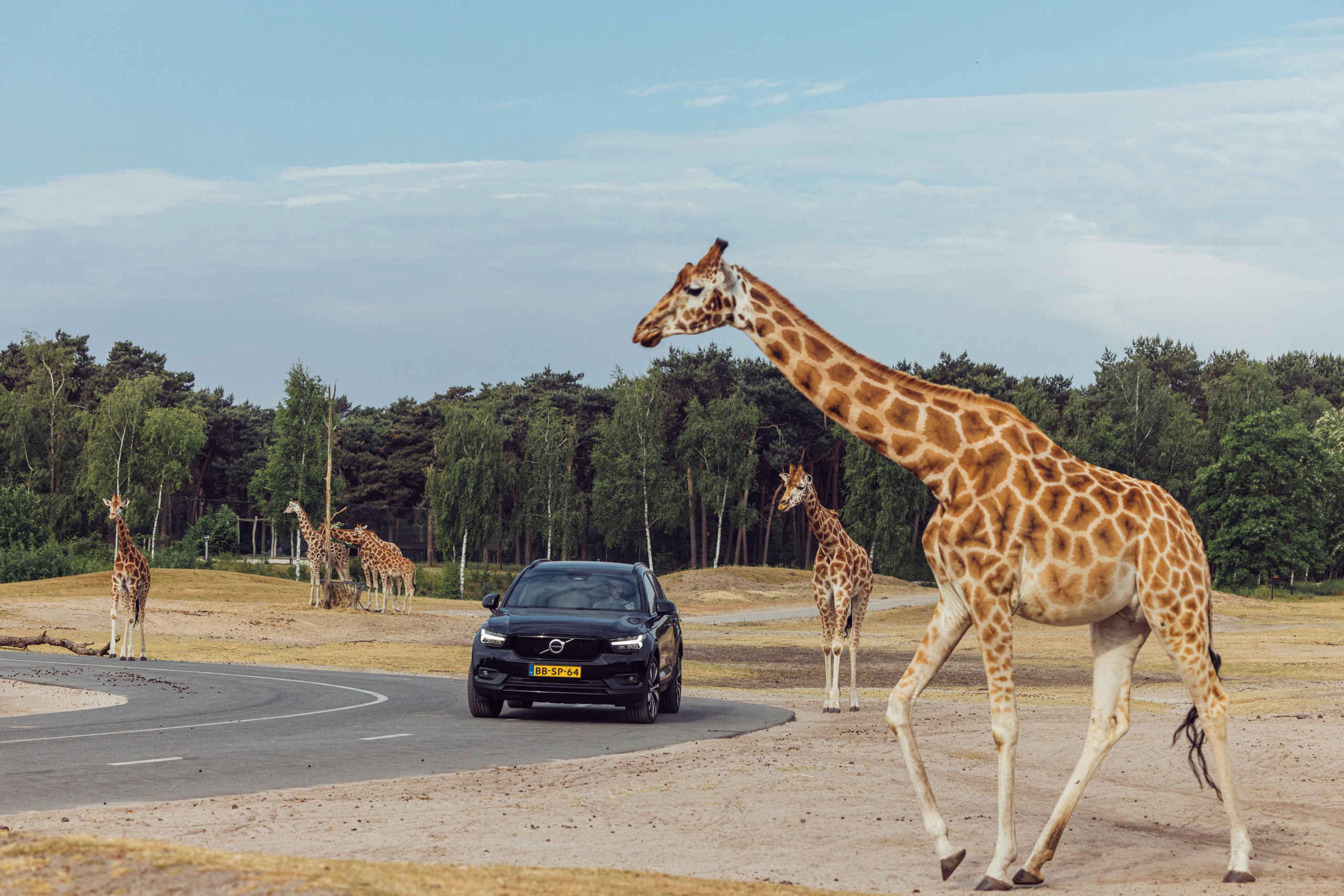 Autosafari giraf auto Safaripark Beekse Bergen