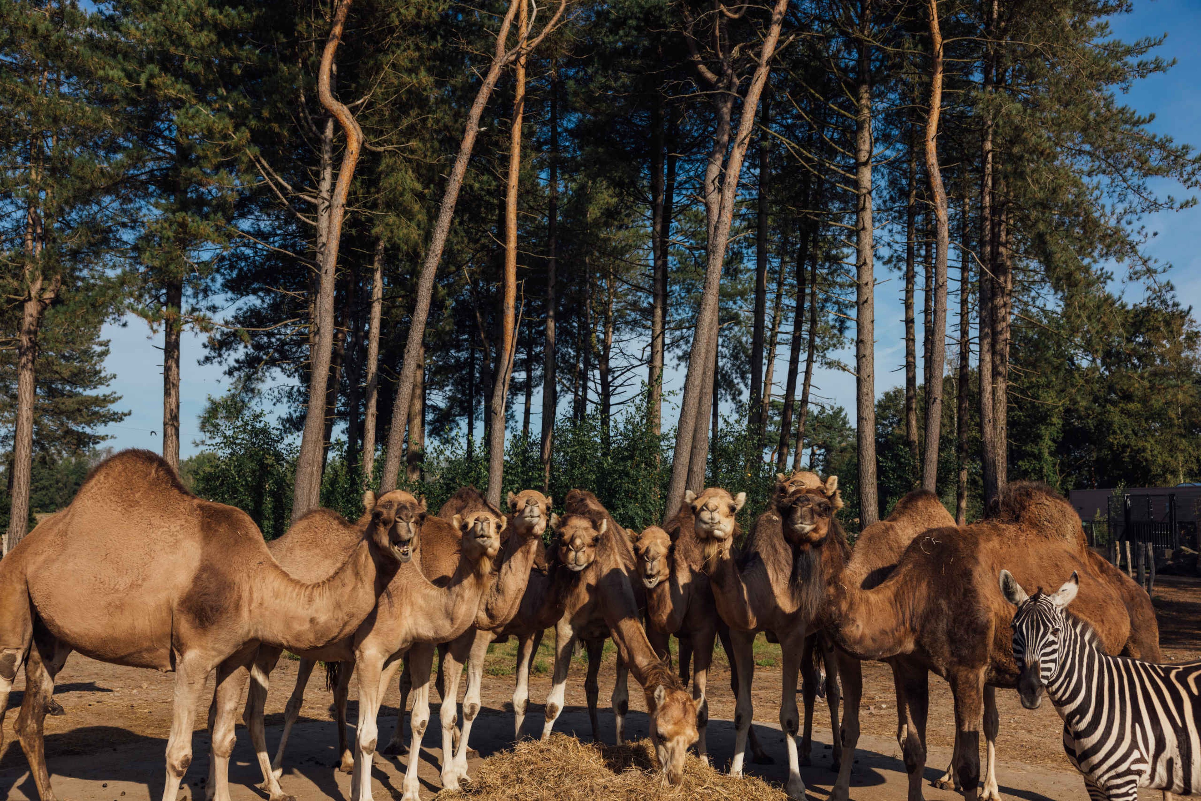 Een zebra bij de dromedarissen op de savanne in de ochtend zon in Safaripark Beekse Bergen