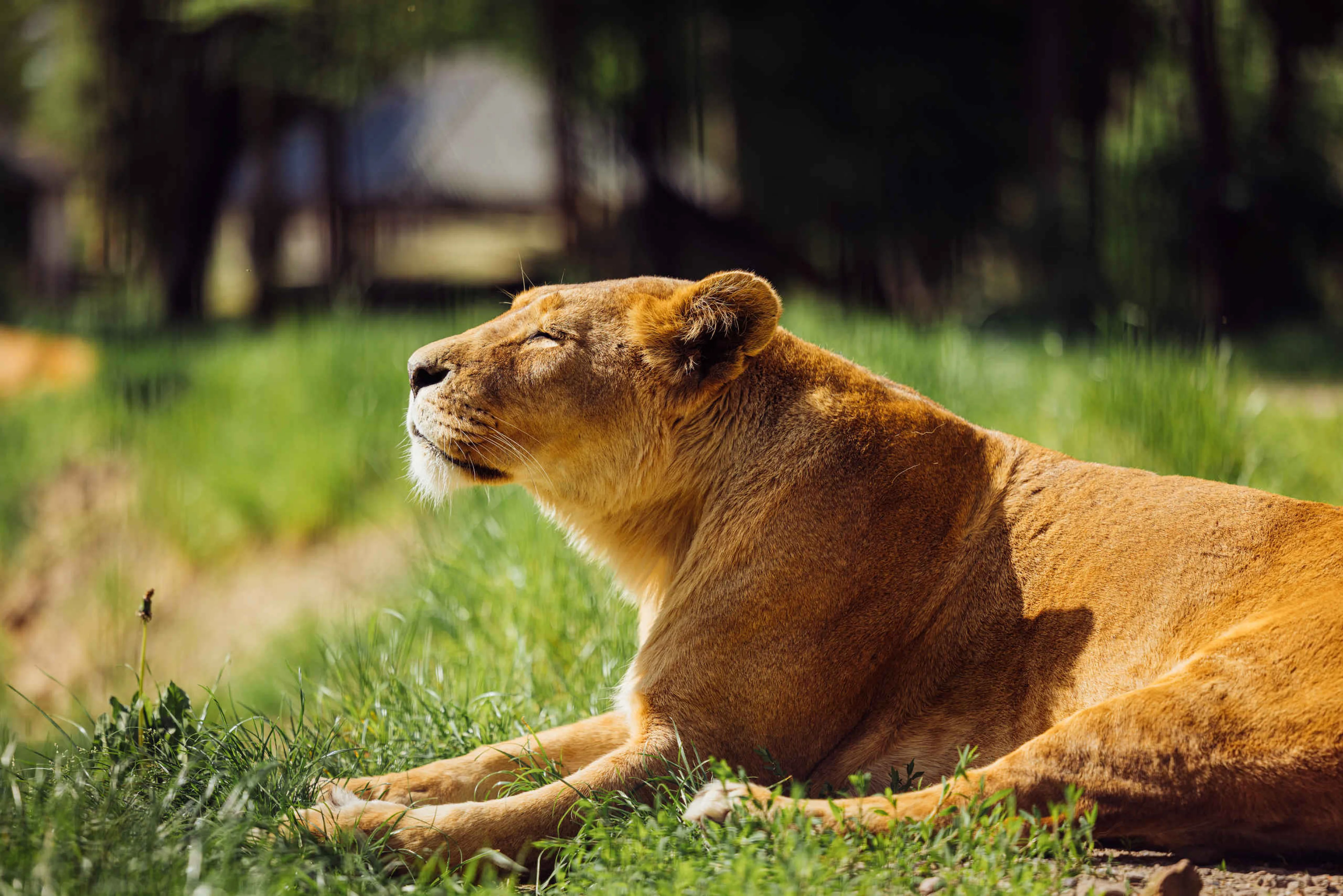 Afrikaanse leeuw in de zon Safaripark Beekse Bergen