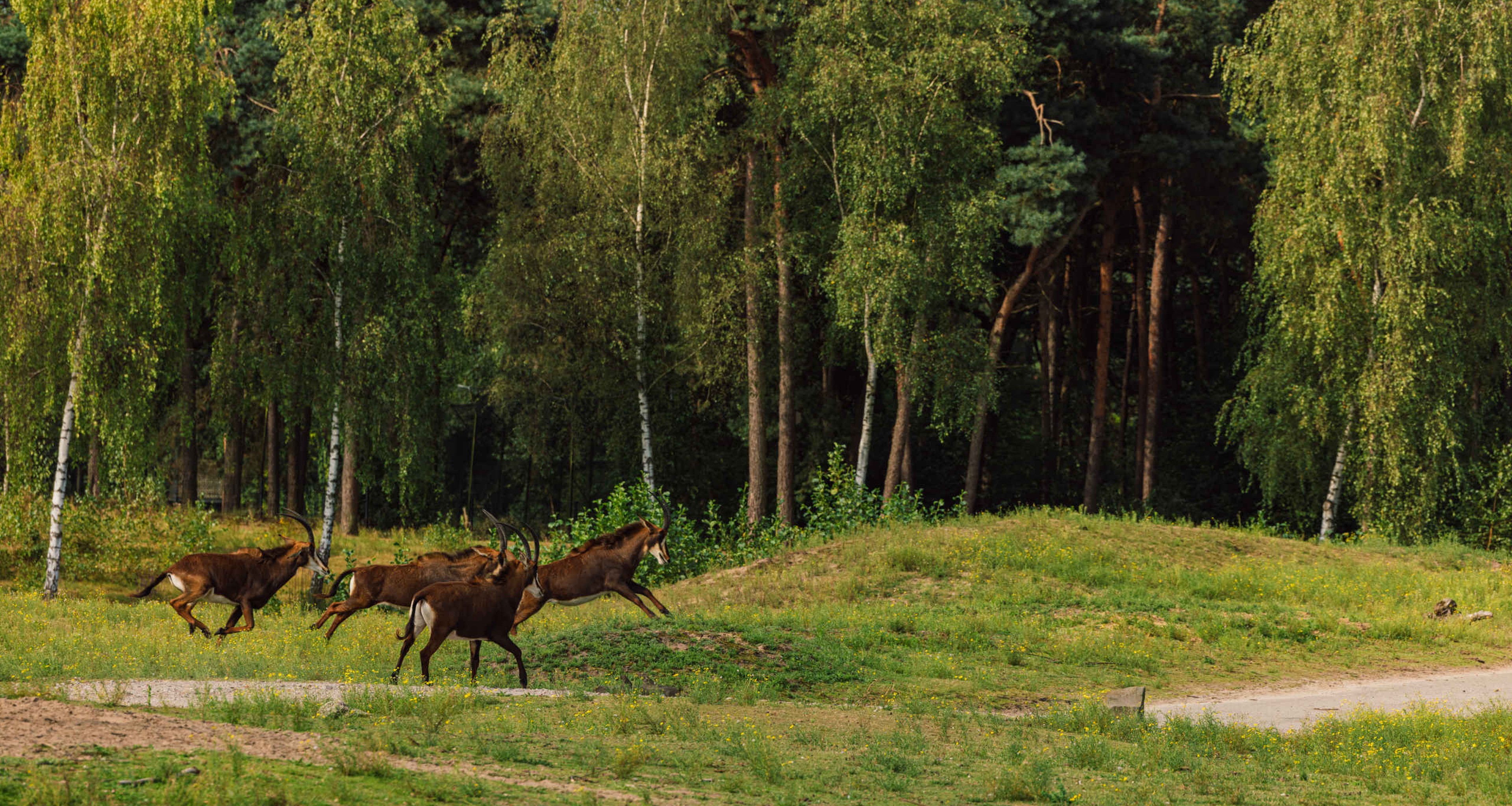 Groep zwarte paardantilopes rennen in Safaripark Beekse Bergen