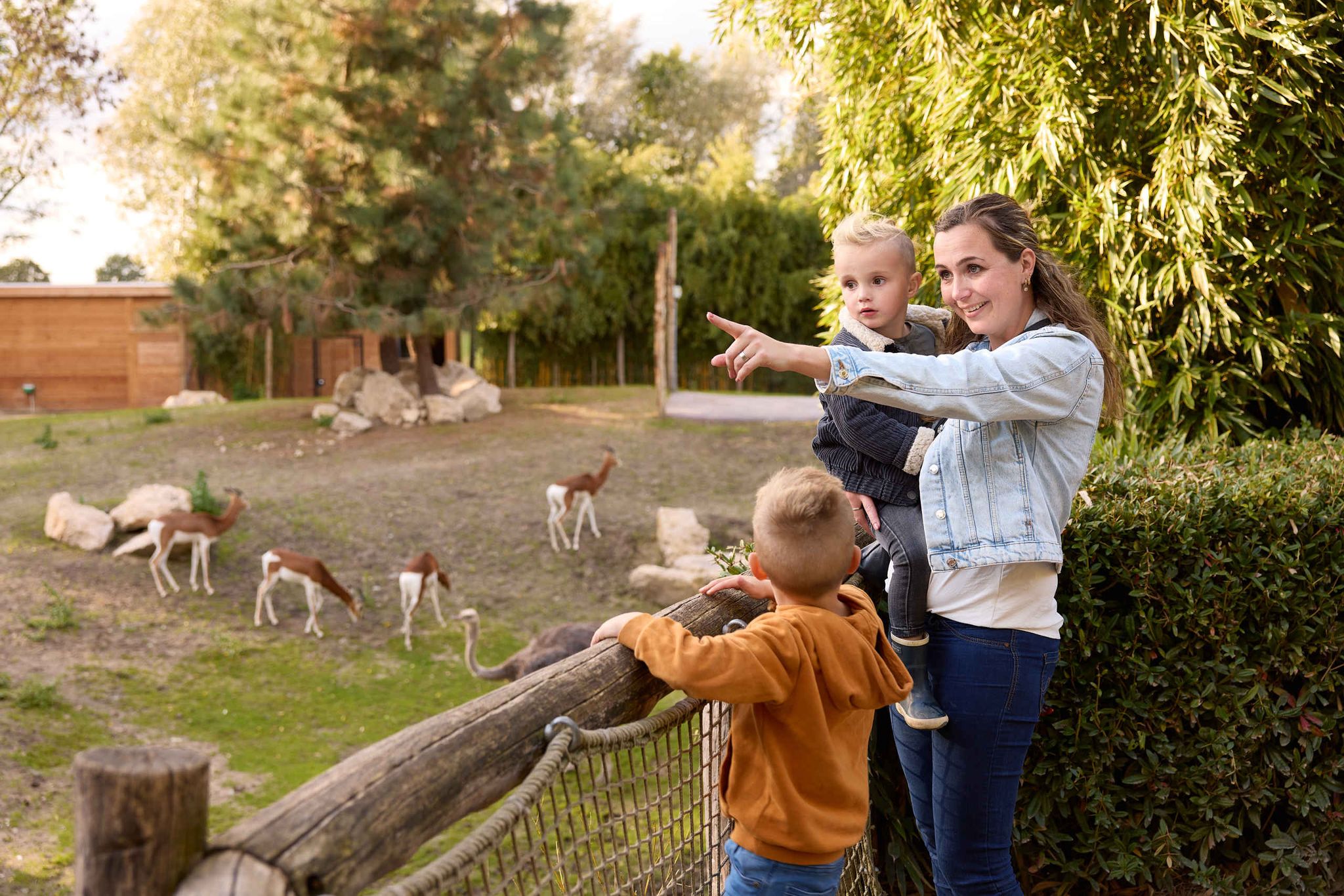Herfstbeelden gezin Nogorongoro mhorgazelle ZooParc Overloon