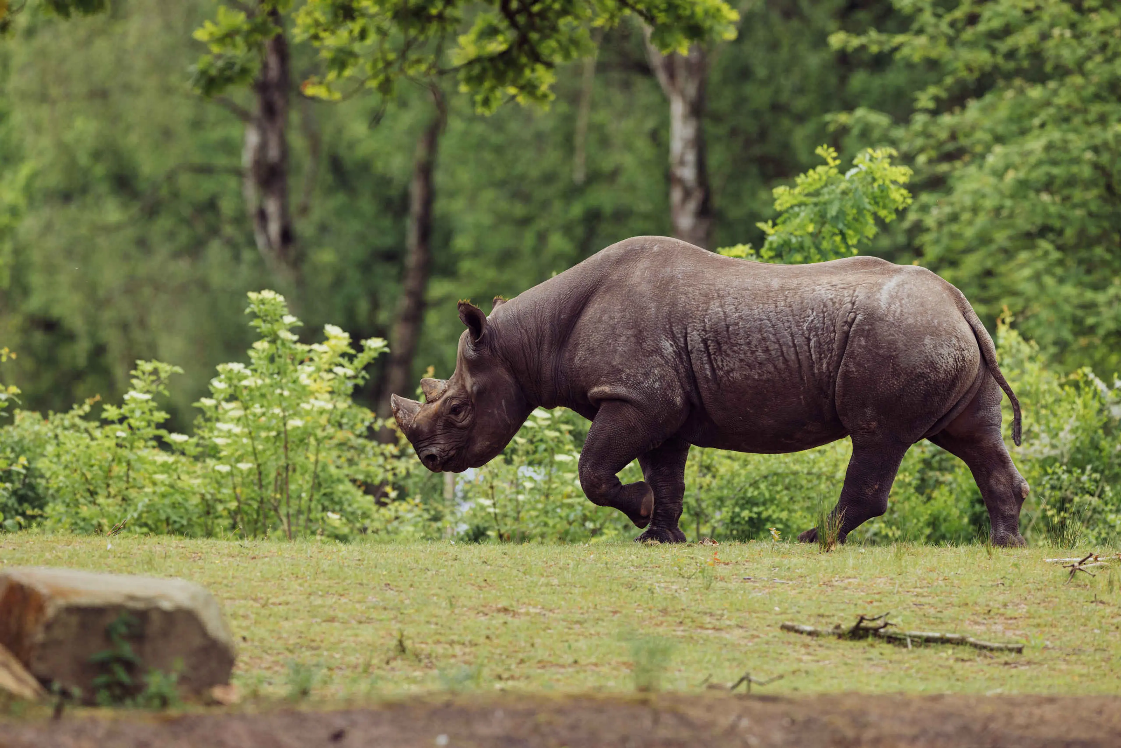 Een puntlipneushoorn loopt over de savanne bij Safaripark Beekse Bergen.