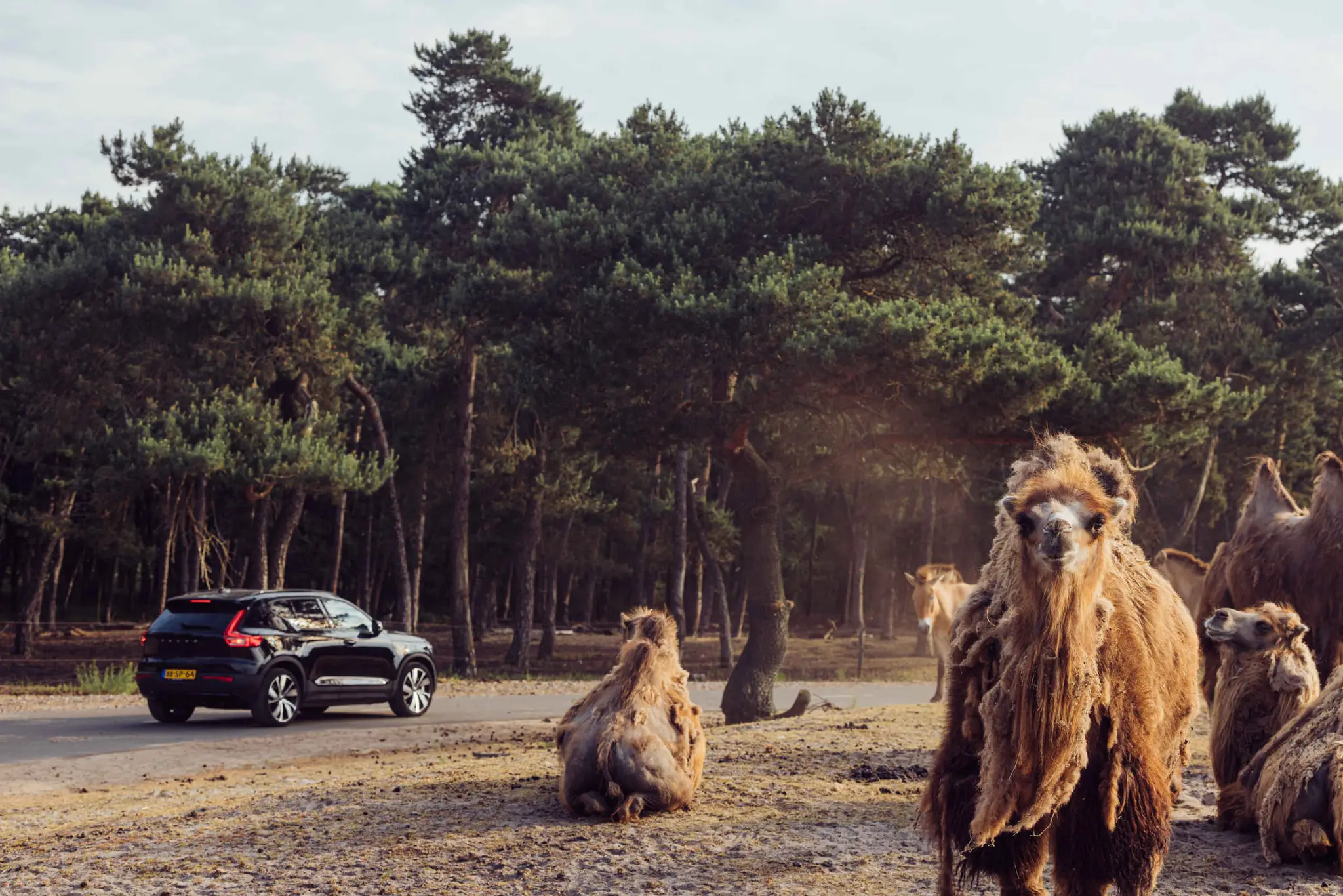 Kamelen op de savanne bij de autosafari met een zwarte auto in Safaripark Beekse Bergen