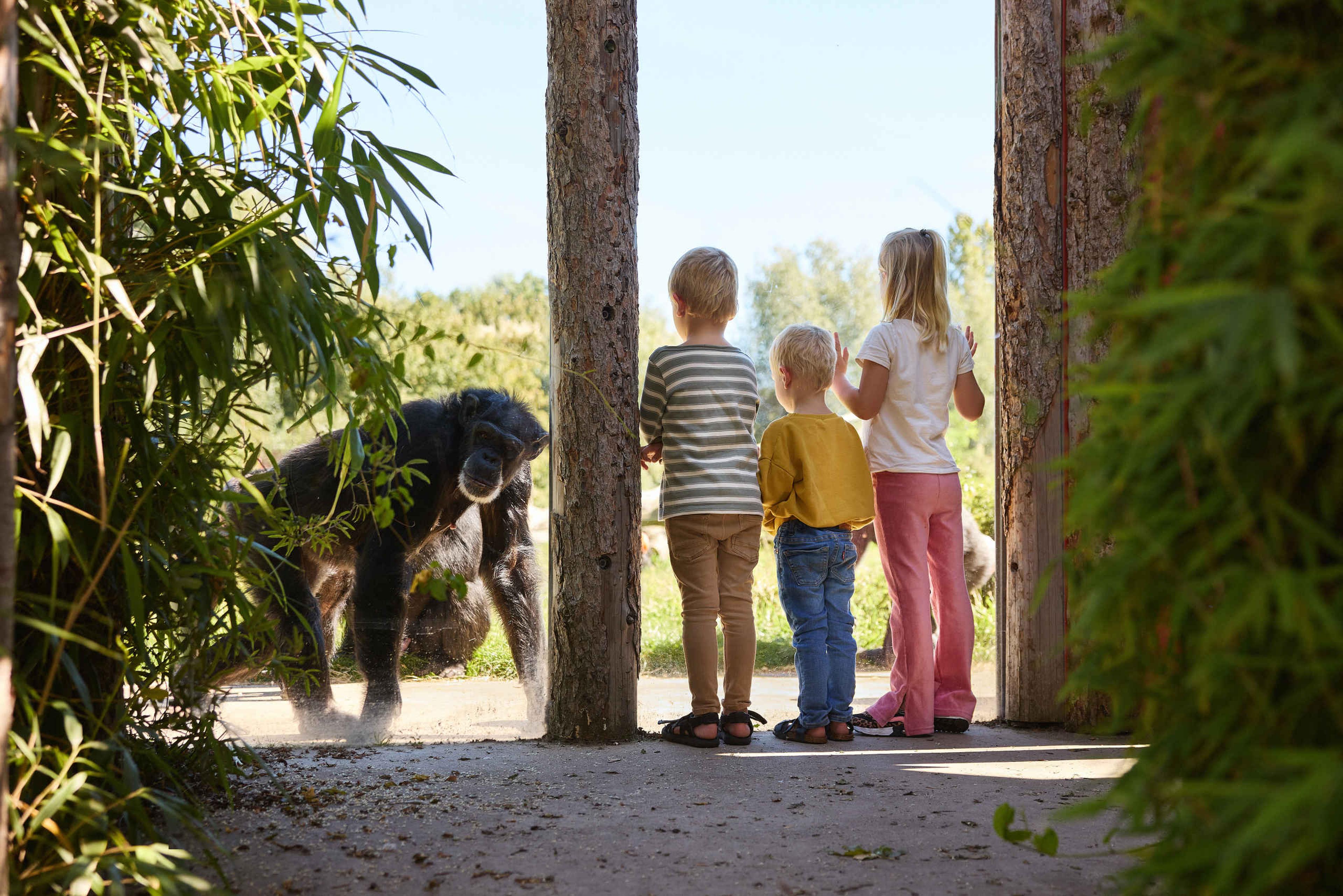 kinderen kijken naar de chimpansees bij Eindhoven Zoo.