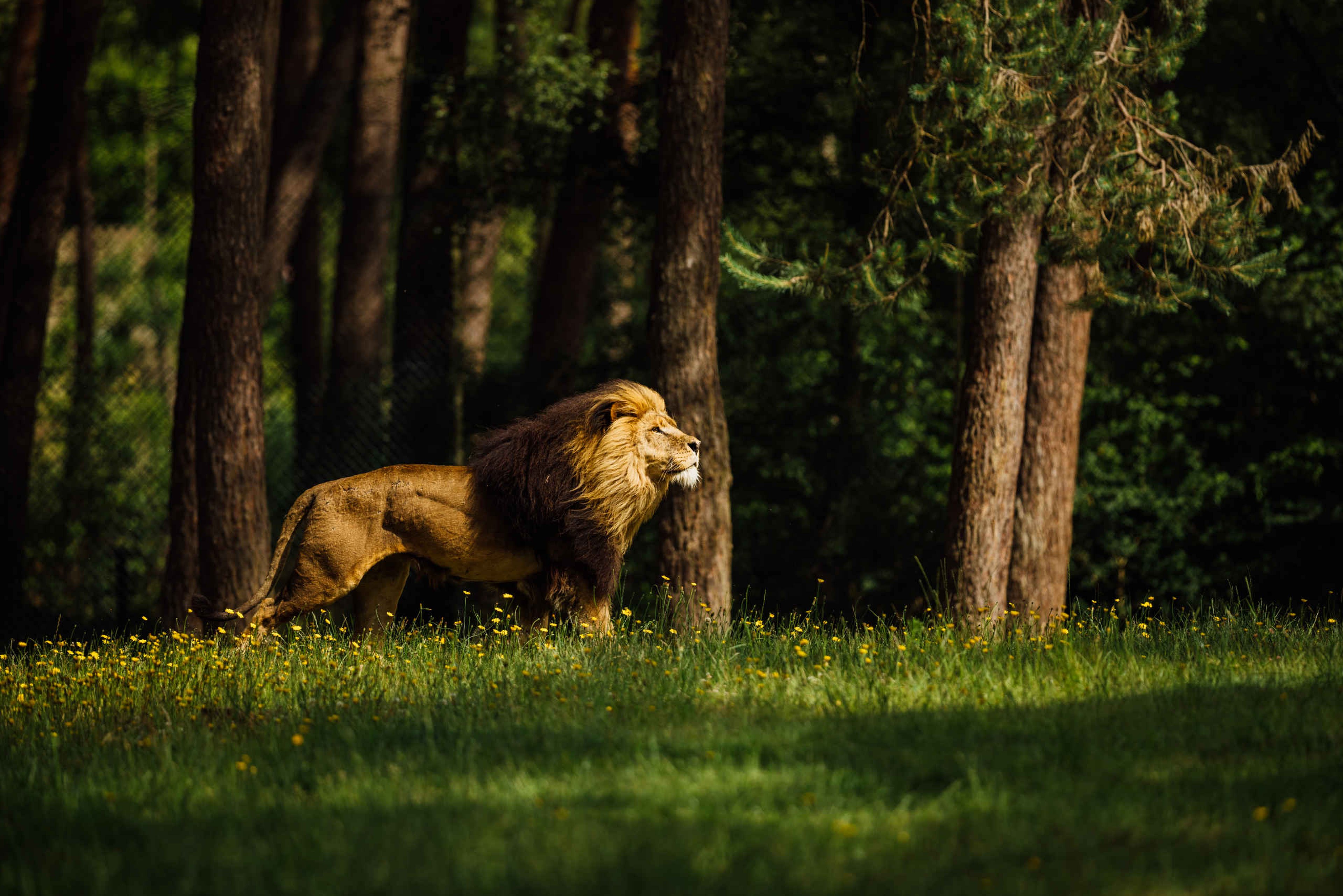 Leeuw in het bos van Safaripark Beekse Bergen