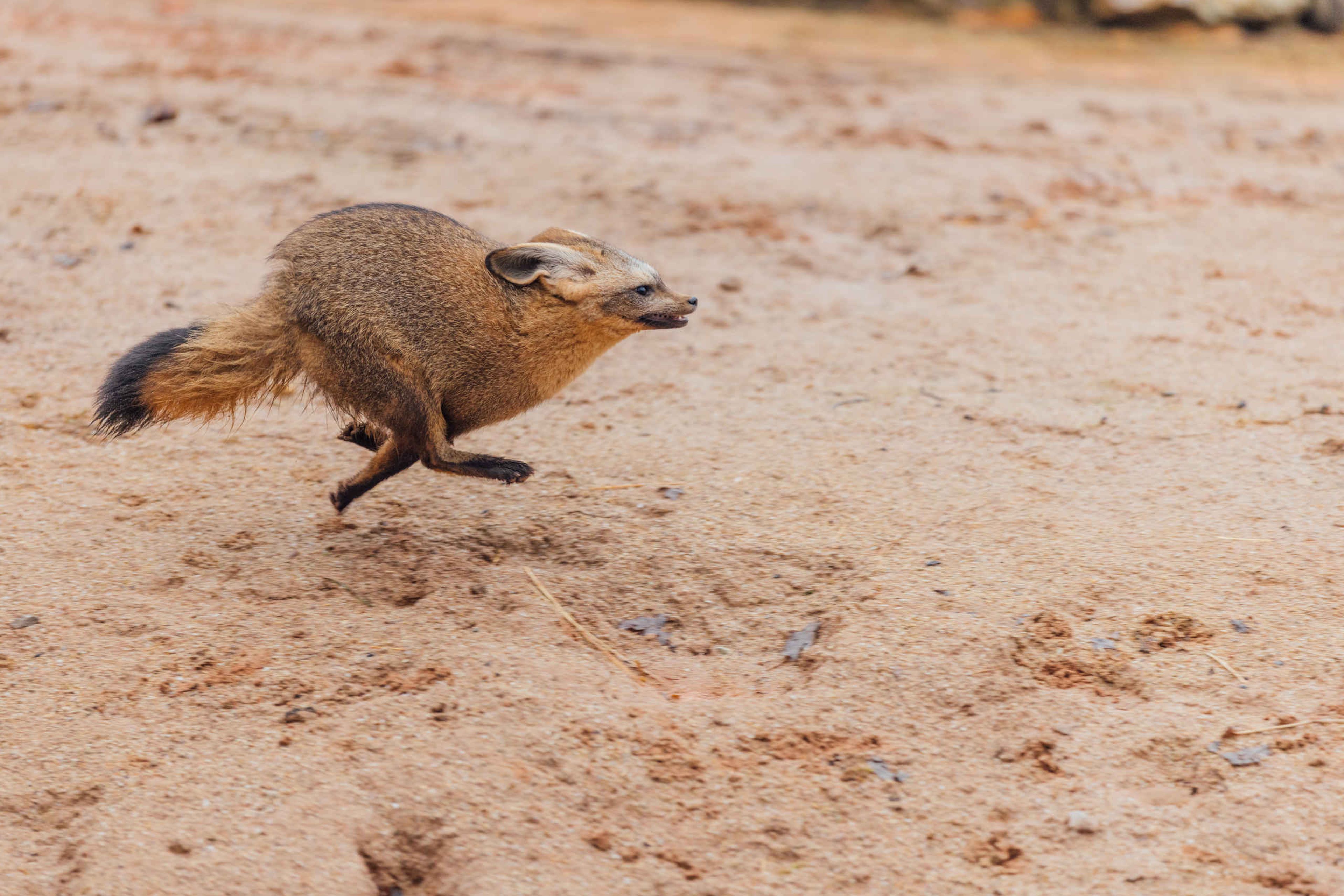 Grootvooros rent in het verblijf in Safaripark Beekse Bergen