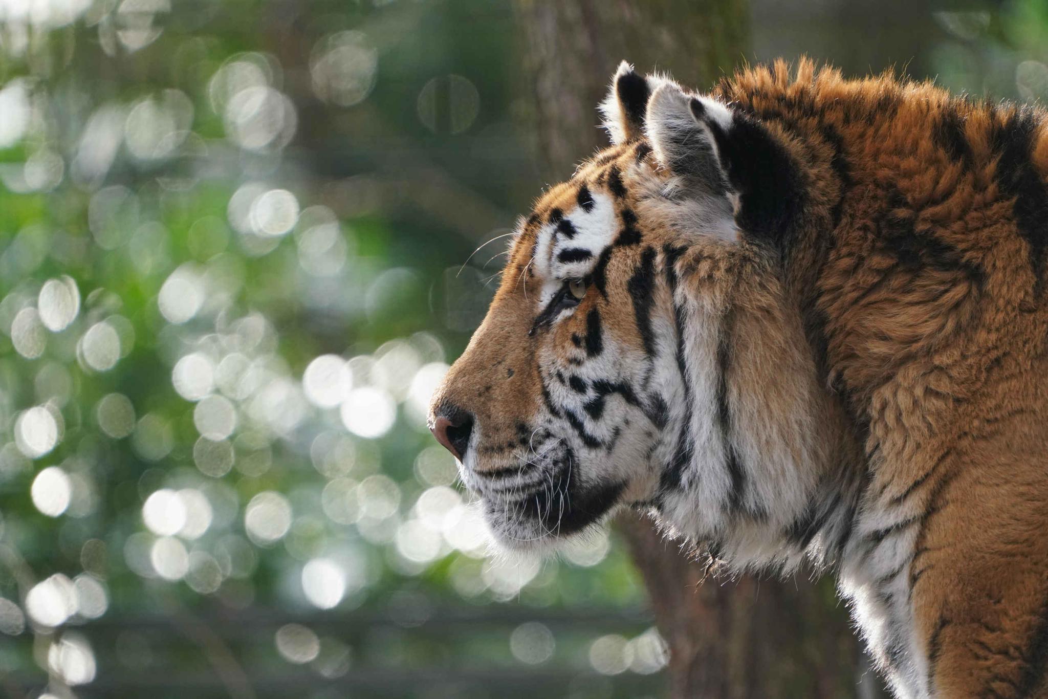 Zooparc jangalee tijger