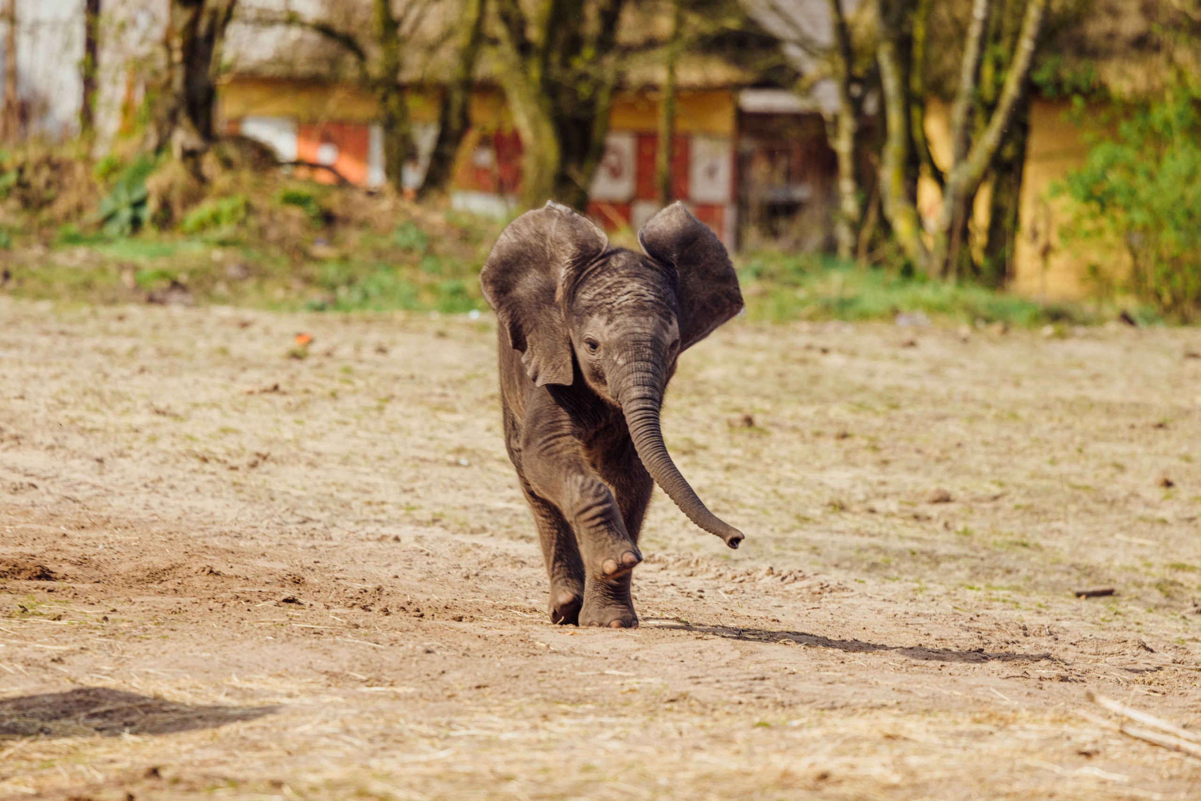 Olifantenkalf een jonge olifant in de olifantenvallei Safaripark Beekse Bergen