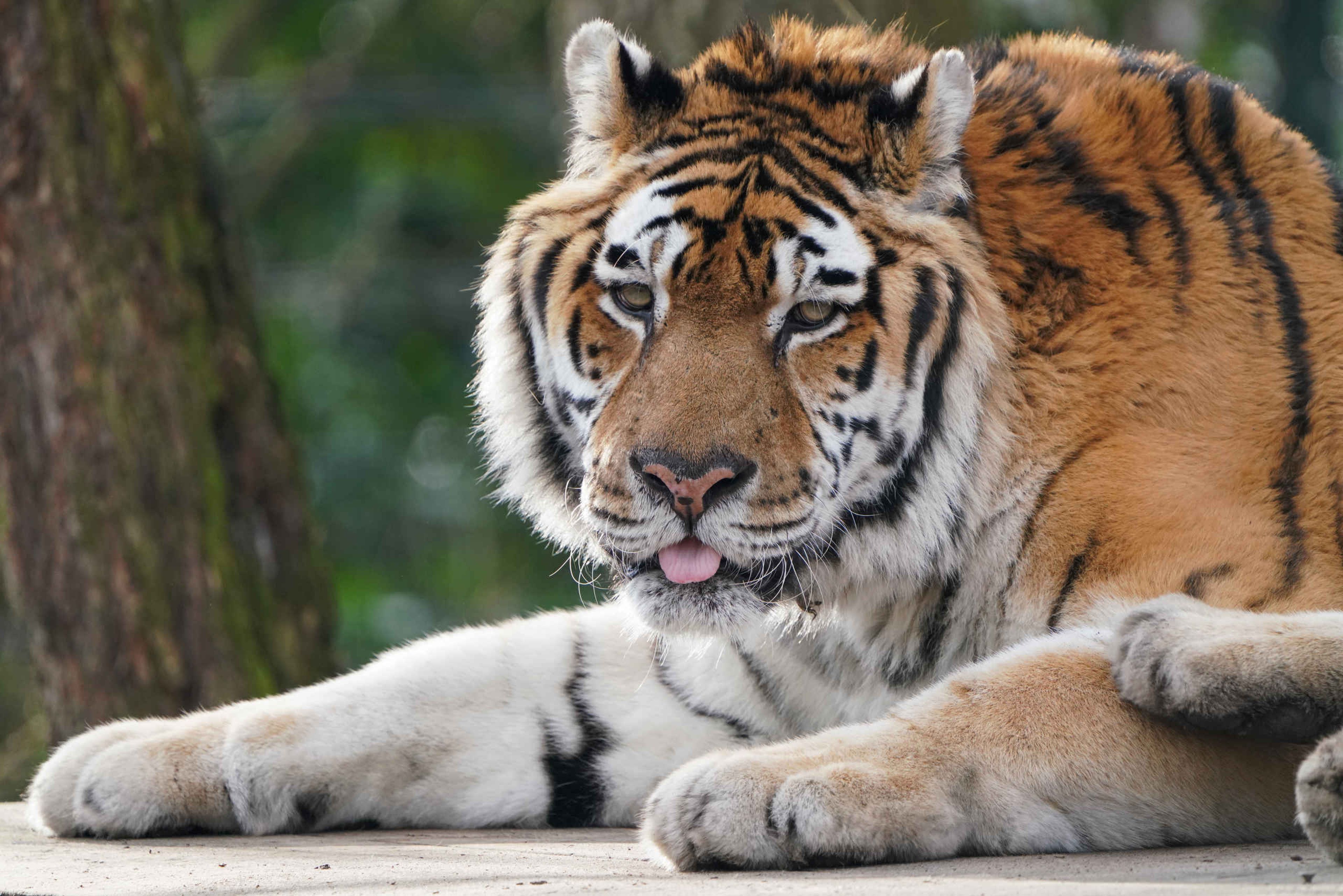 Een amoertijger ligt op de grond bij ZooParc Overloon.