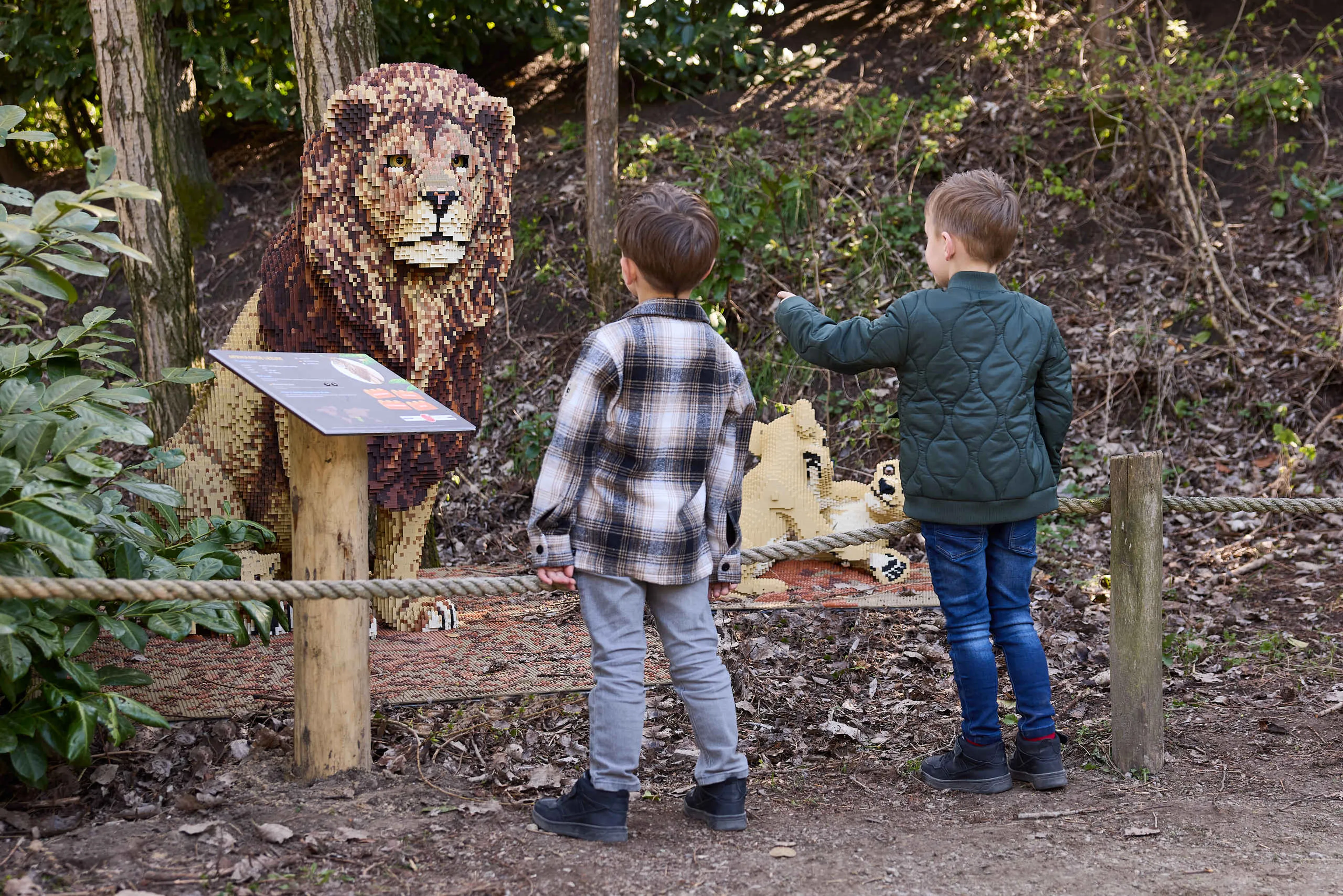 Een Aziatische leeuw tijdens Wild Bricks in ZooParc Overloon
