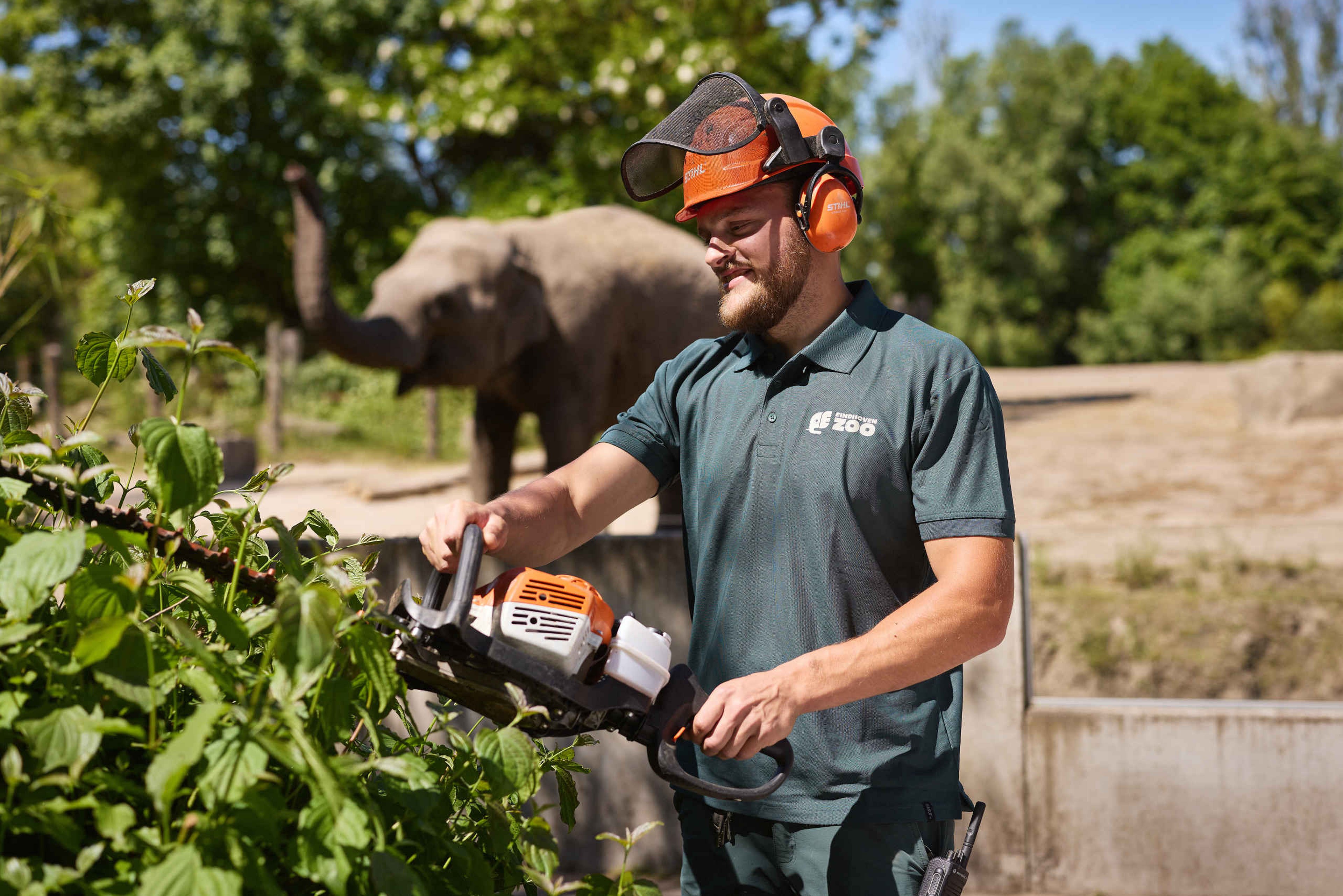 Een foto van een medewerker die de heg snoeit bij de Aziatische olifanten bij Eindhoven Zoo.