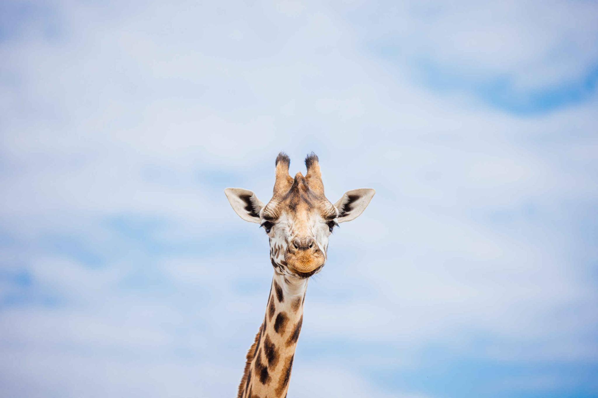 Giraffe kop voor een blauwe lucht Safaripark Beekse Bergen