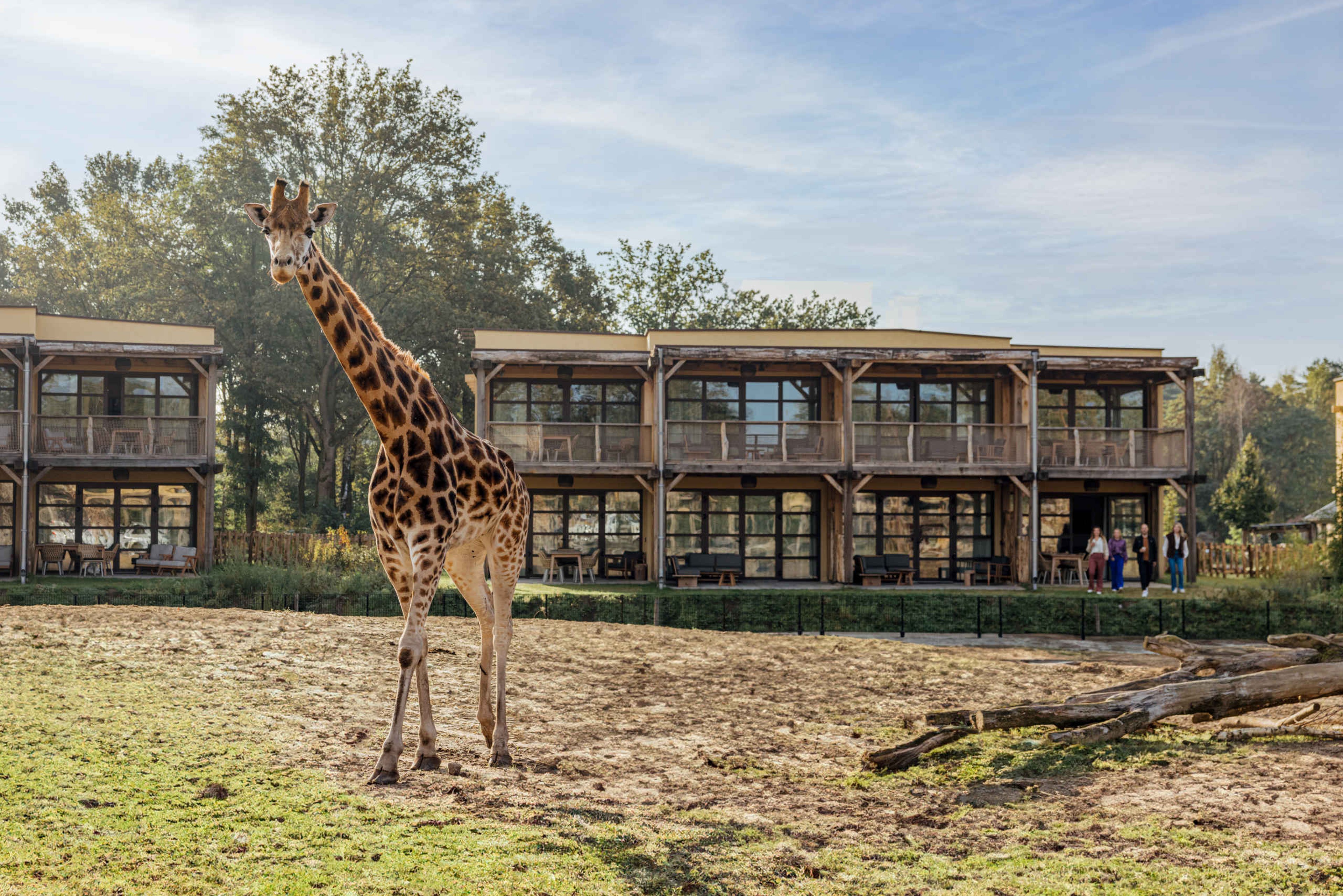Een giraf staat op de savanne bij het Safari Hotel Beekse Bergen.