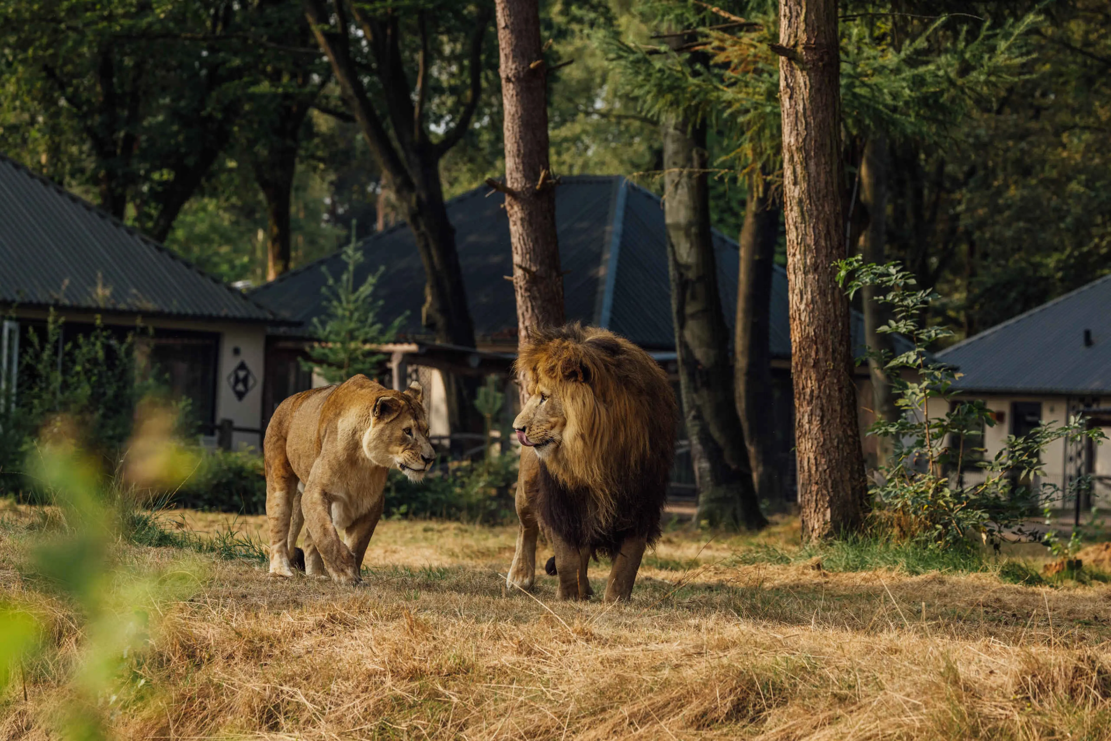 Een leeuw en een leeuwin lopen over de savanne bij Safari Resort Beekse Bergen.
