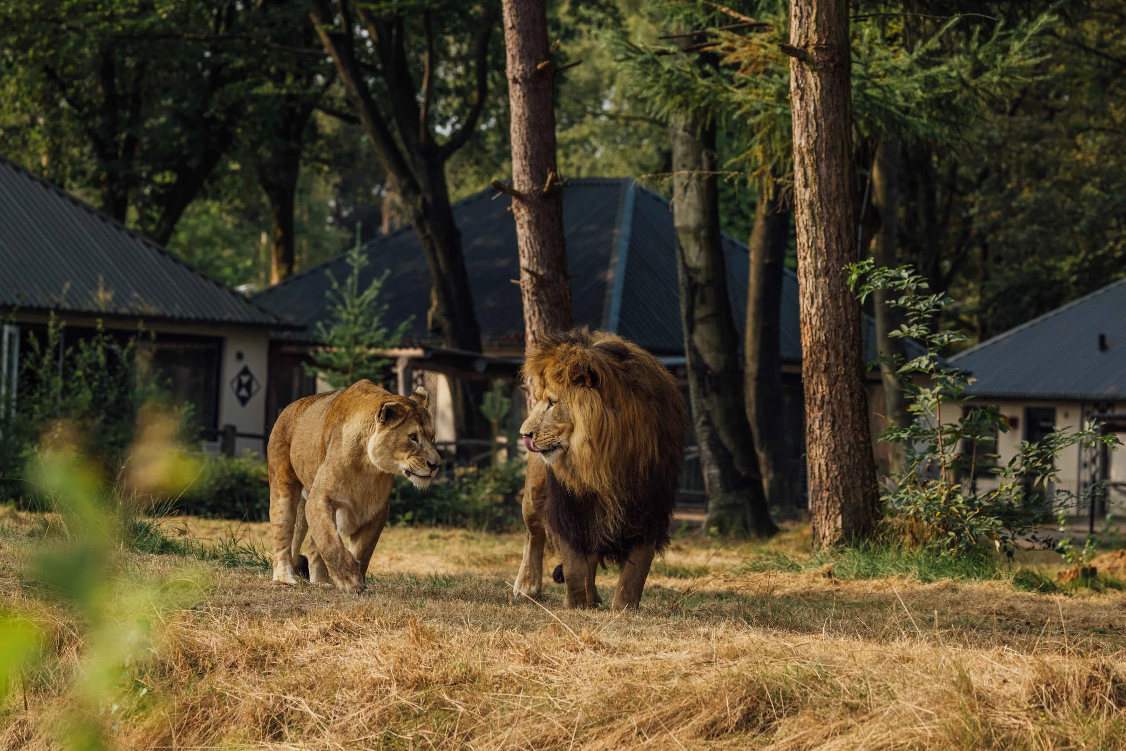 Een leeuw en een leeuwin lopen over de savanne bij Safari Resort Beekse Bergen.
