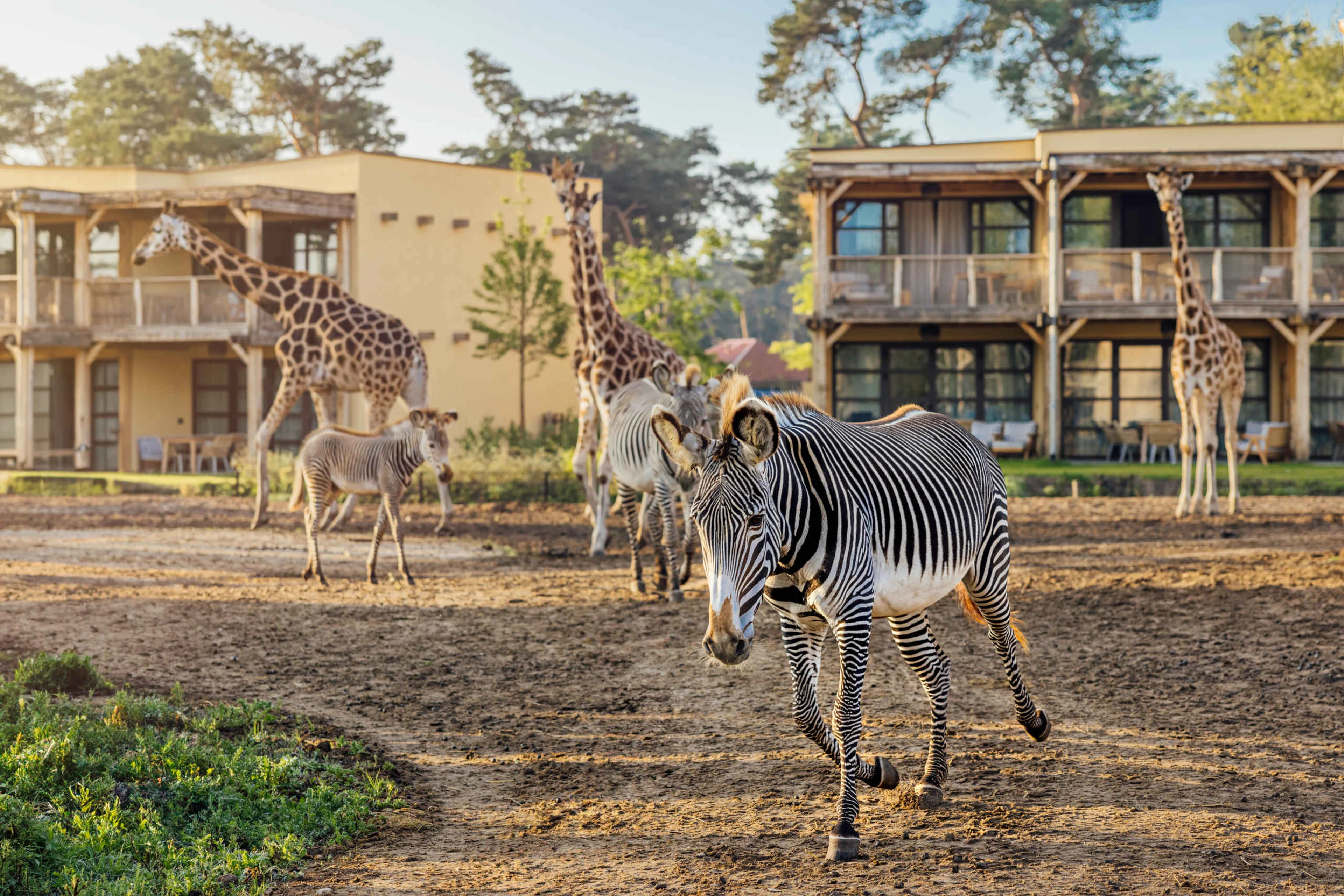 Zebra en giraffe op de savanne van Safari Hotel Beekse Bergen