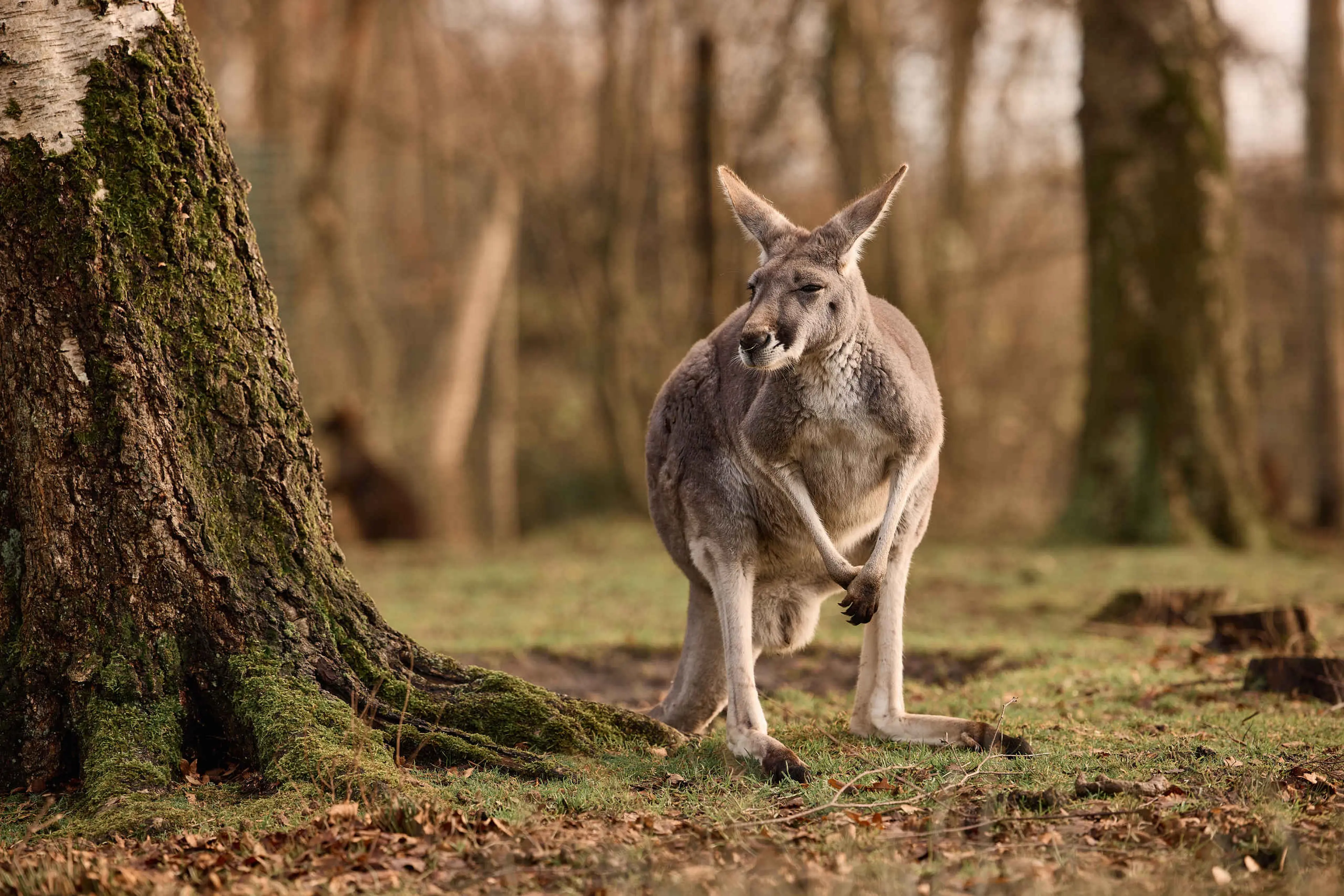 Herfst de rode reuzenkangoeroe in het najaar in AquaZoo Leeuwarden