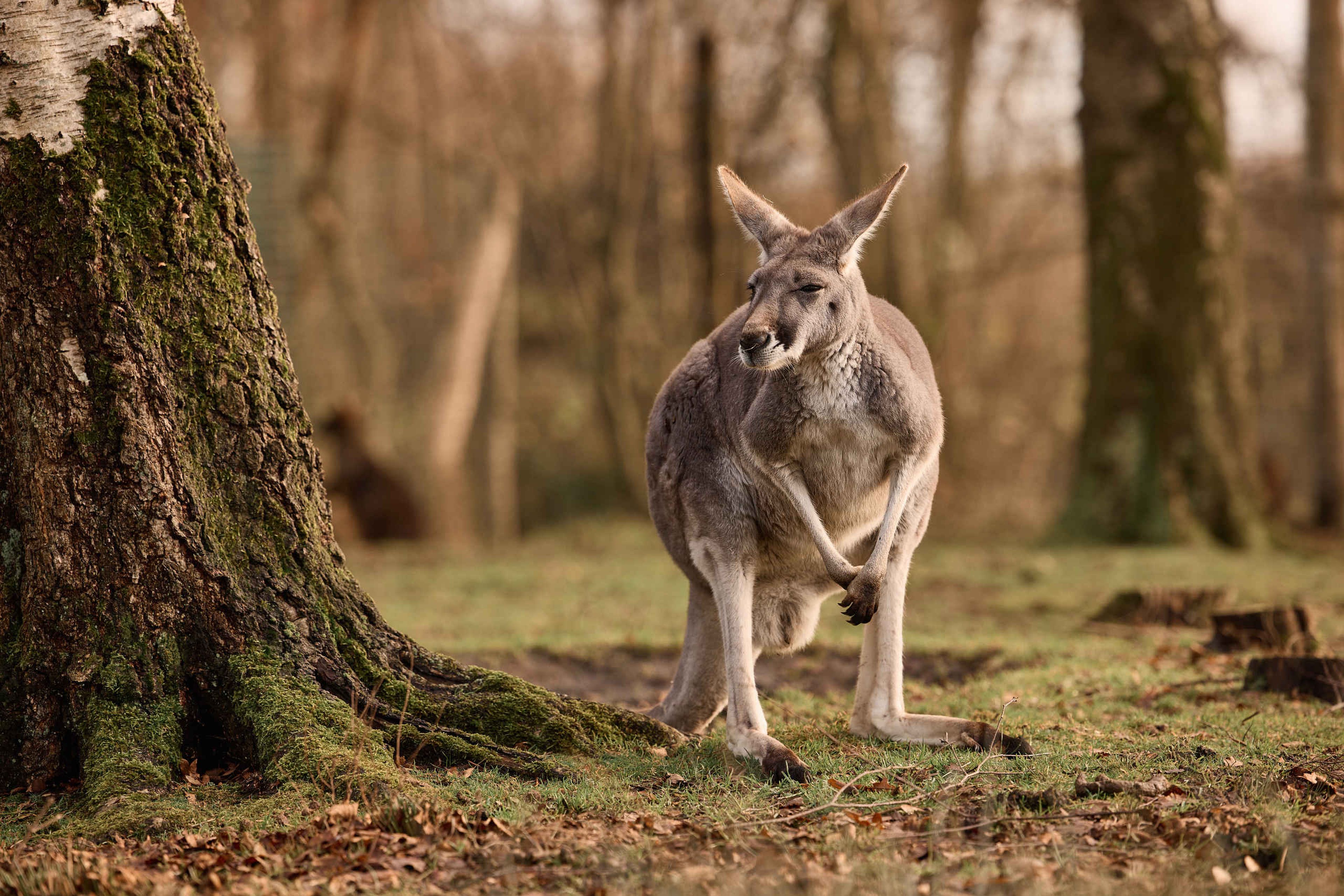 Herfst de rode reuzenkangoeroe in het najaar in AquaZoo Leeuwarden