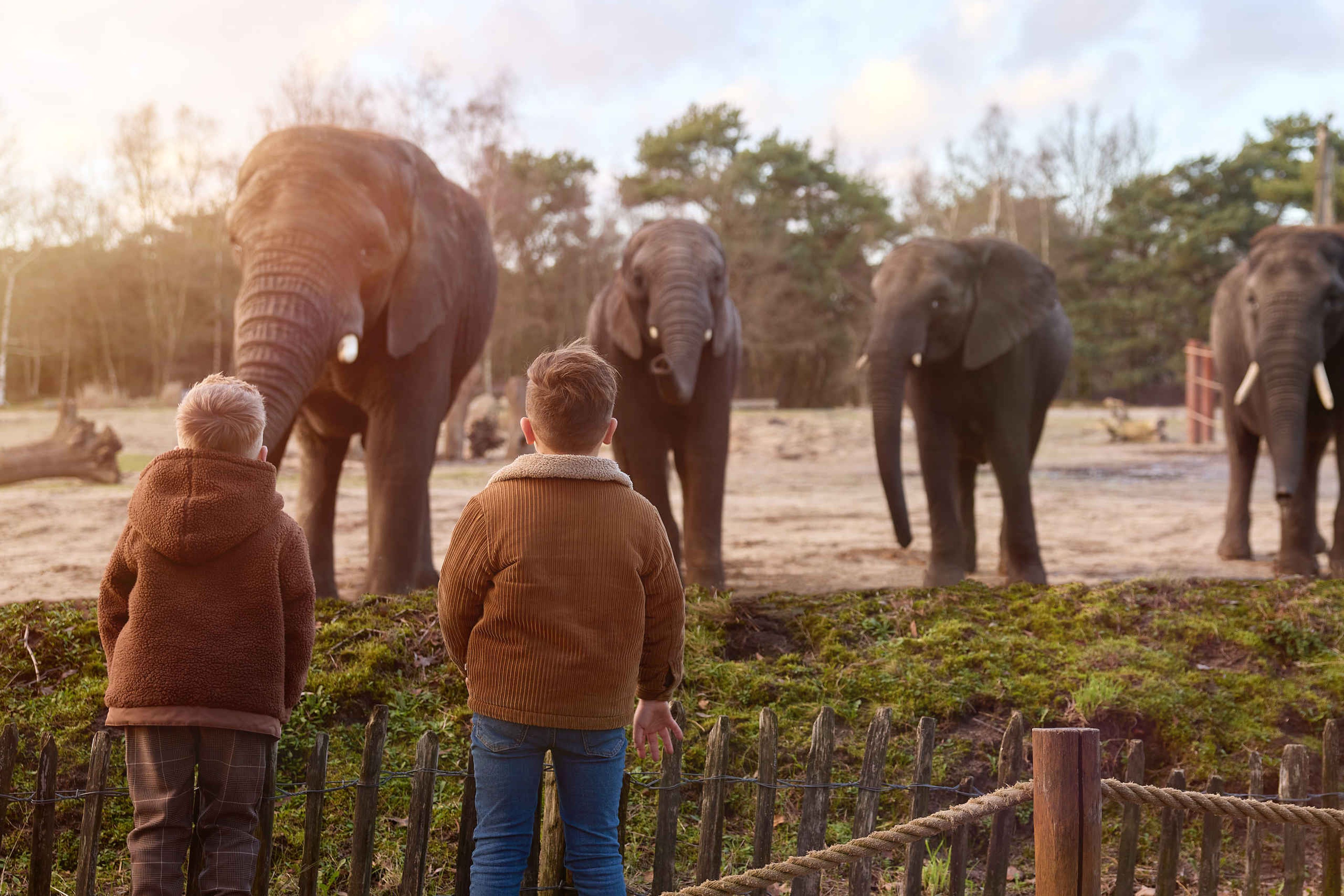 Jongens bij de olifanten tijdens zonsondergang bij Safaripark Beekse Bergen