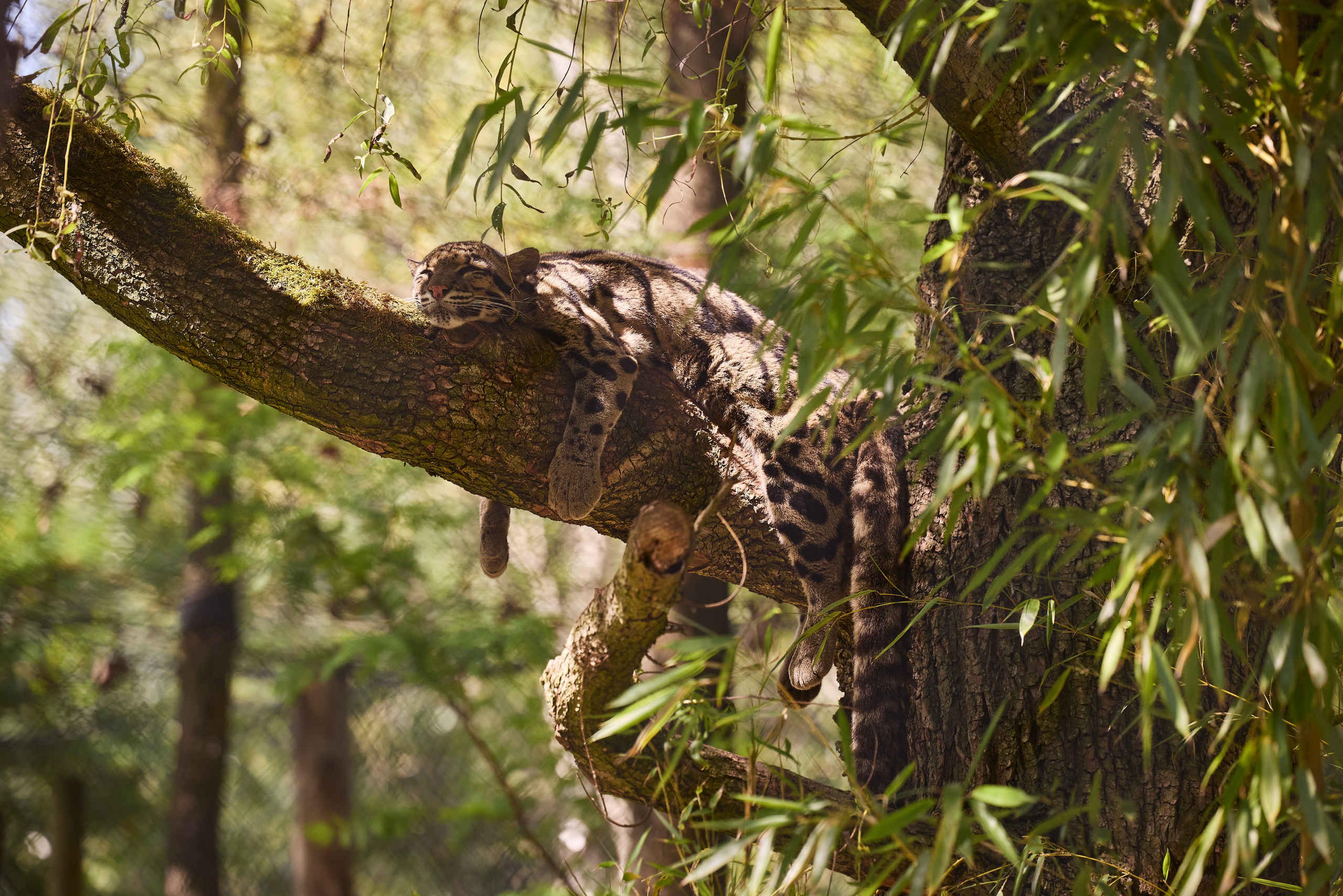 Nevelpanter in Jangalee in ZooParc Overloon