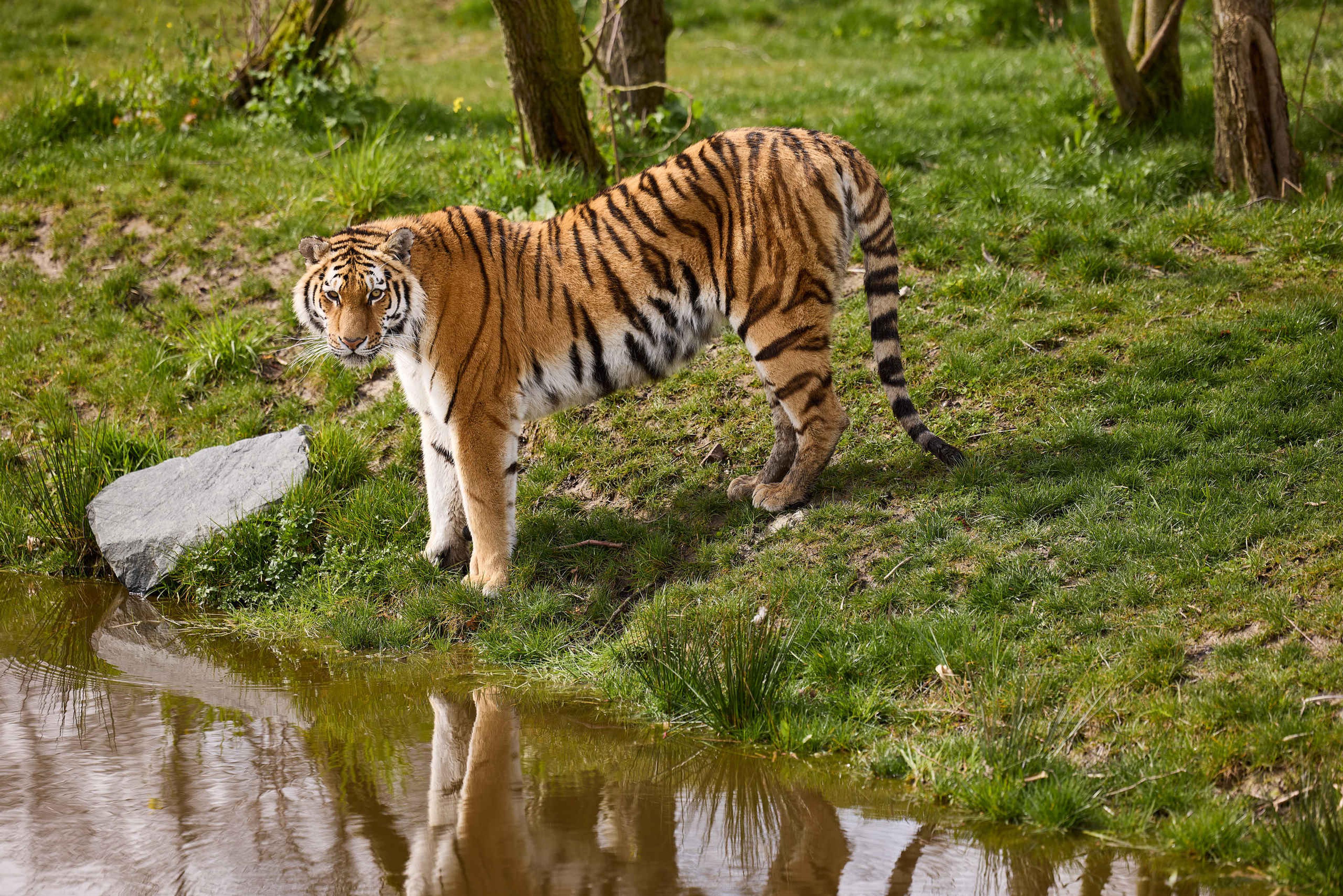 Tijger bij het water in AquaZoo Leeuwarden Dierentuintickets NL