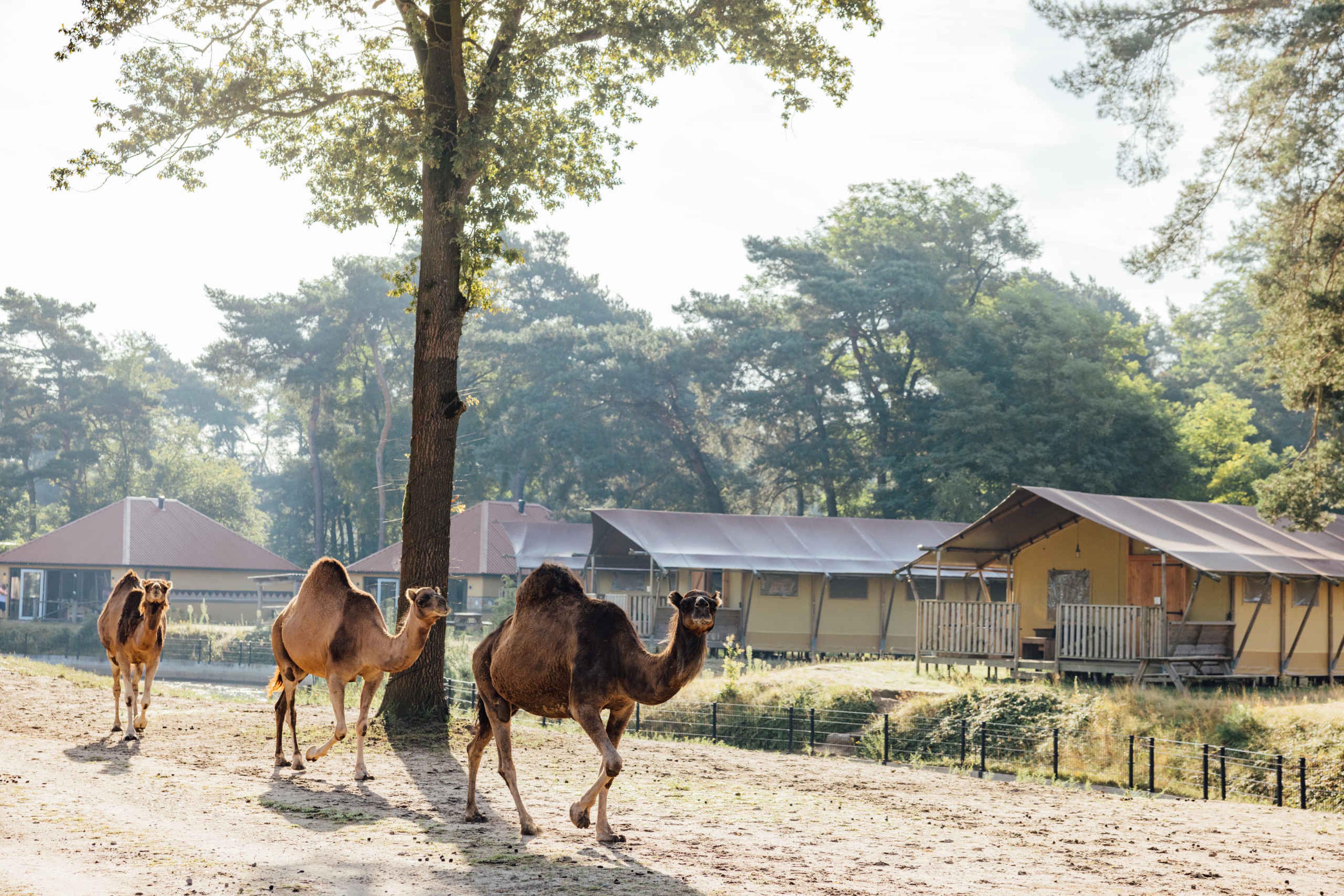 Dromedarissen bij de glamping en safaritenten op Safari Resort Beekse Bergen