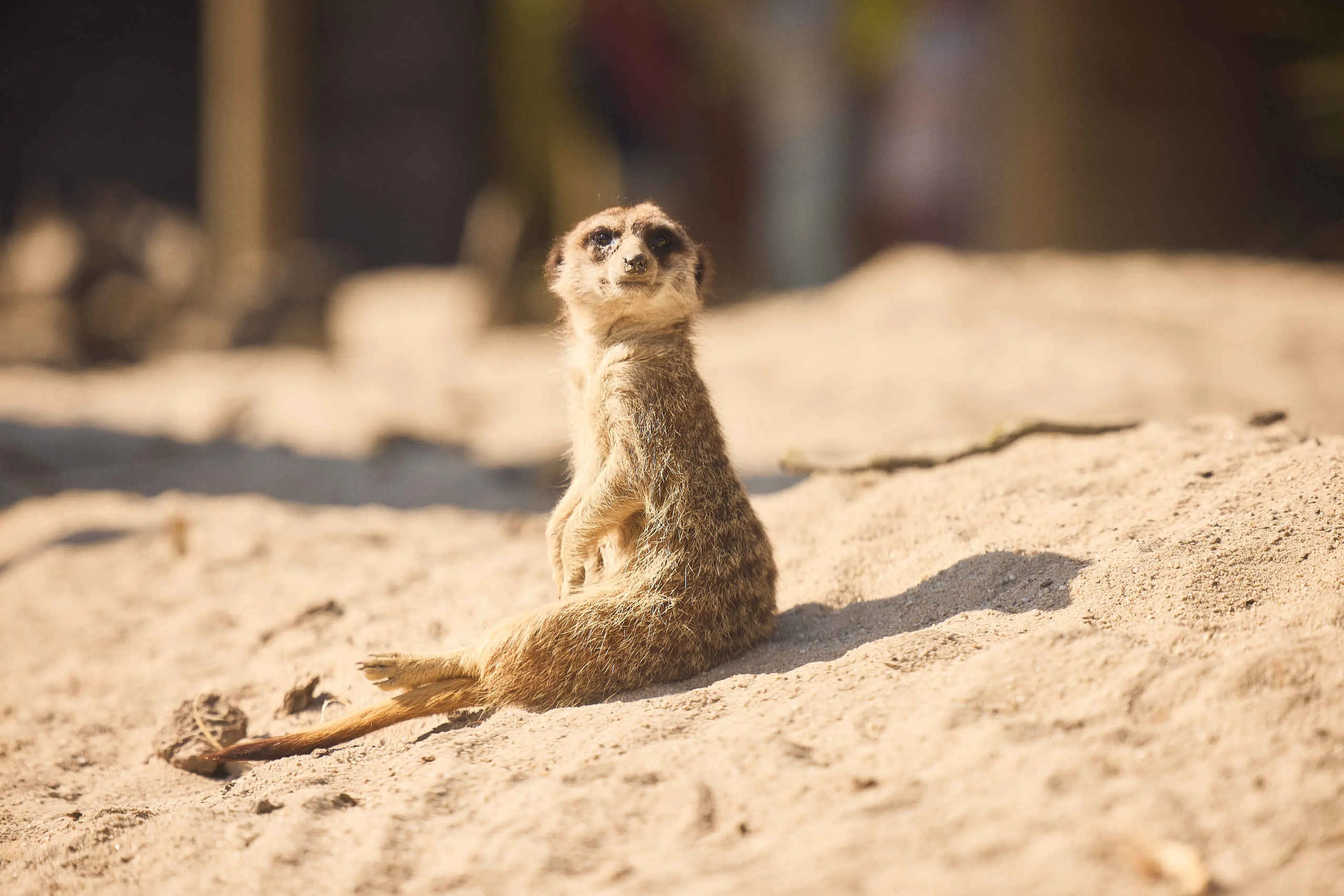 Close-up van een stokstaartje in de zon in Eindhoven Zoo