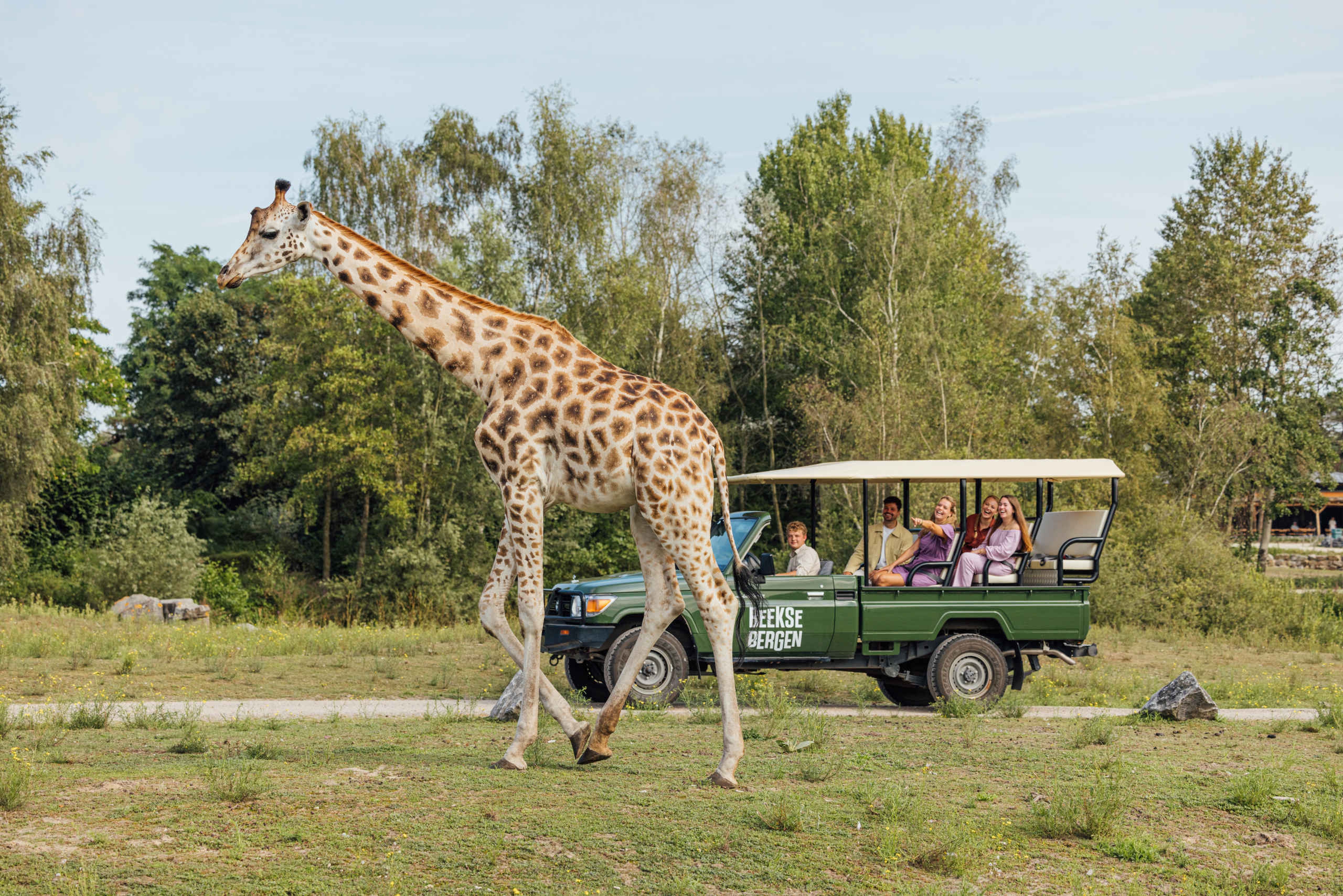 Giraf tijdens de gamedrive als groepsactiviteit Safaripark Beekse Bergen