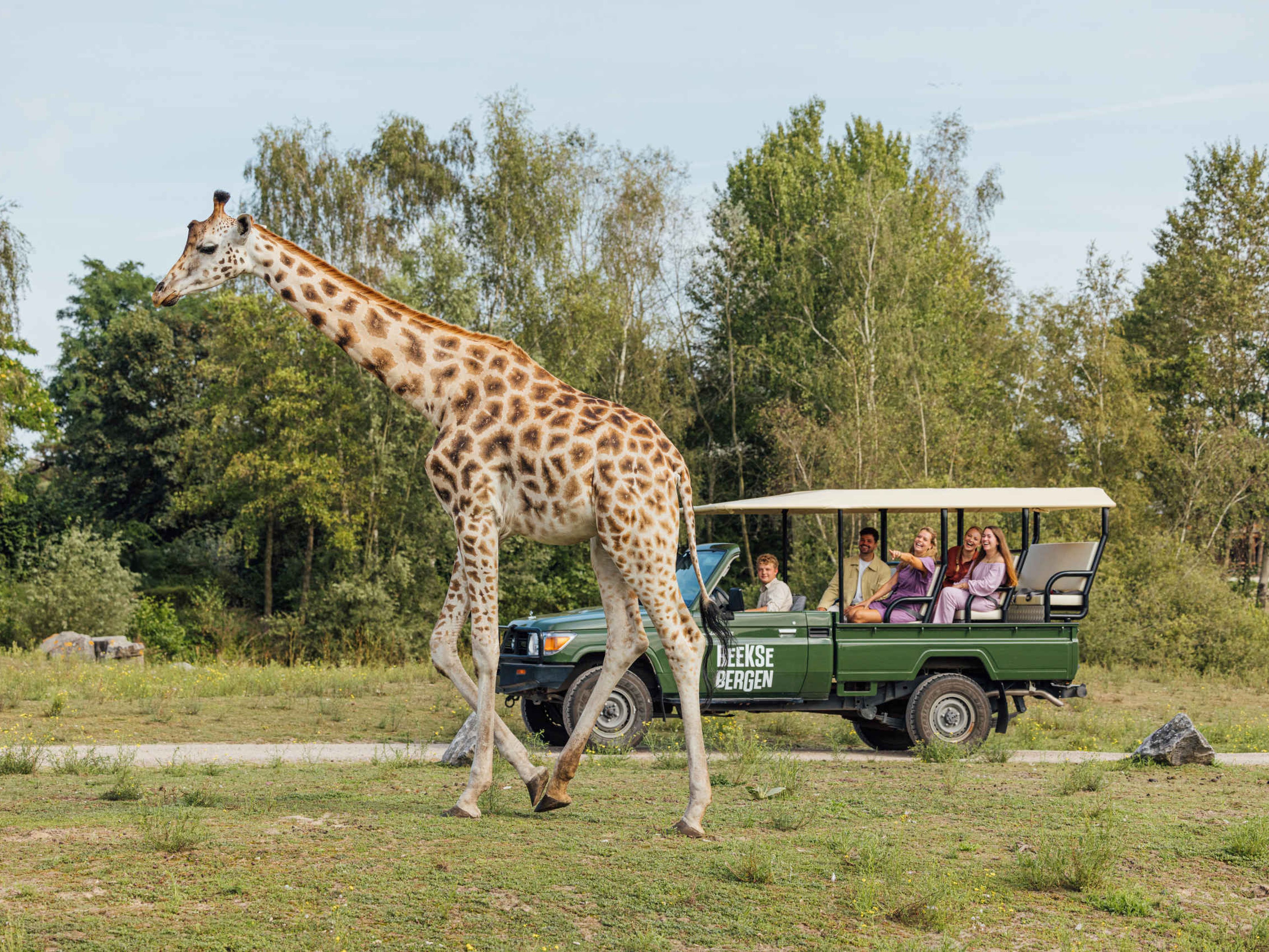 Giraf tijdens de gamedrive als groepsactiviteit Safaripark Beekse Bergen