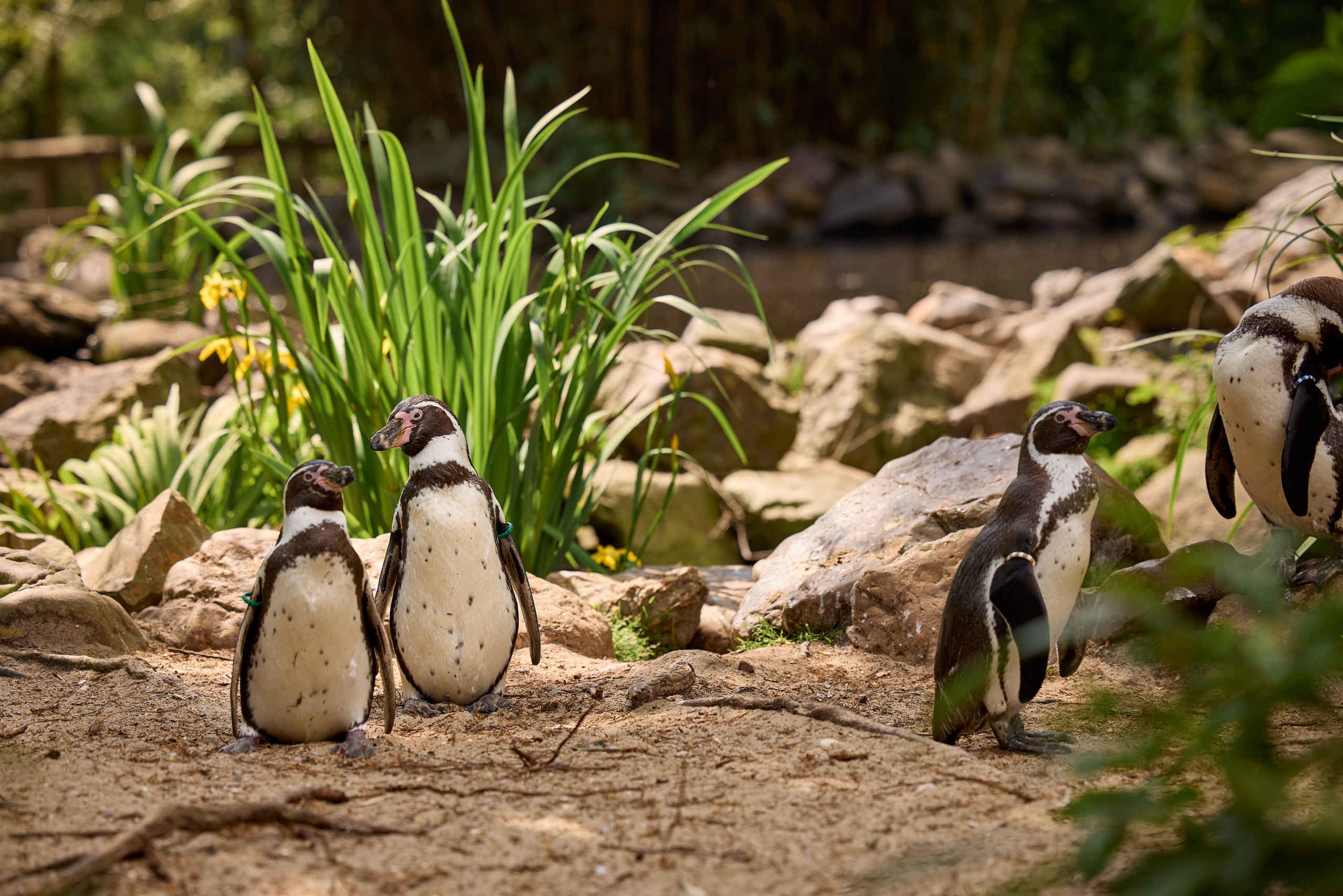 Zomer pinguïns tussen de stenen AquaZoo Leeuwarden