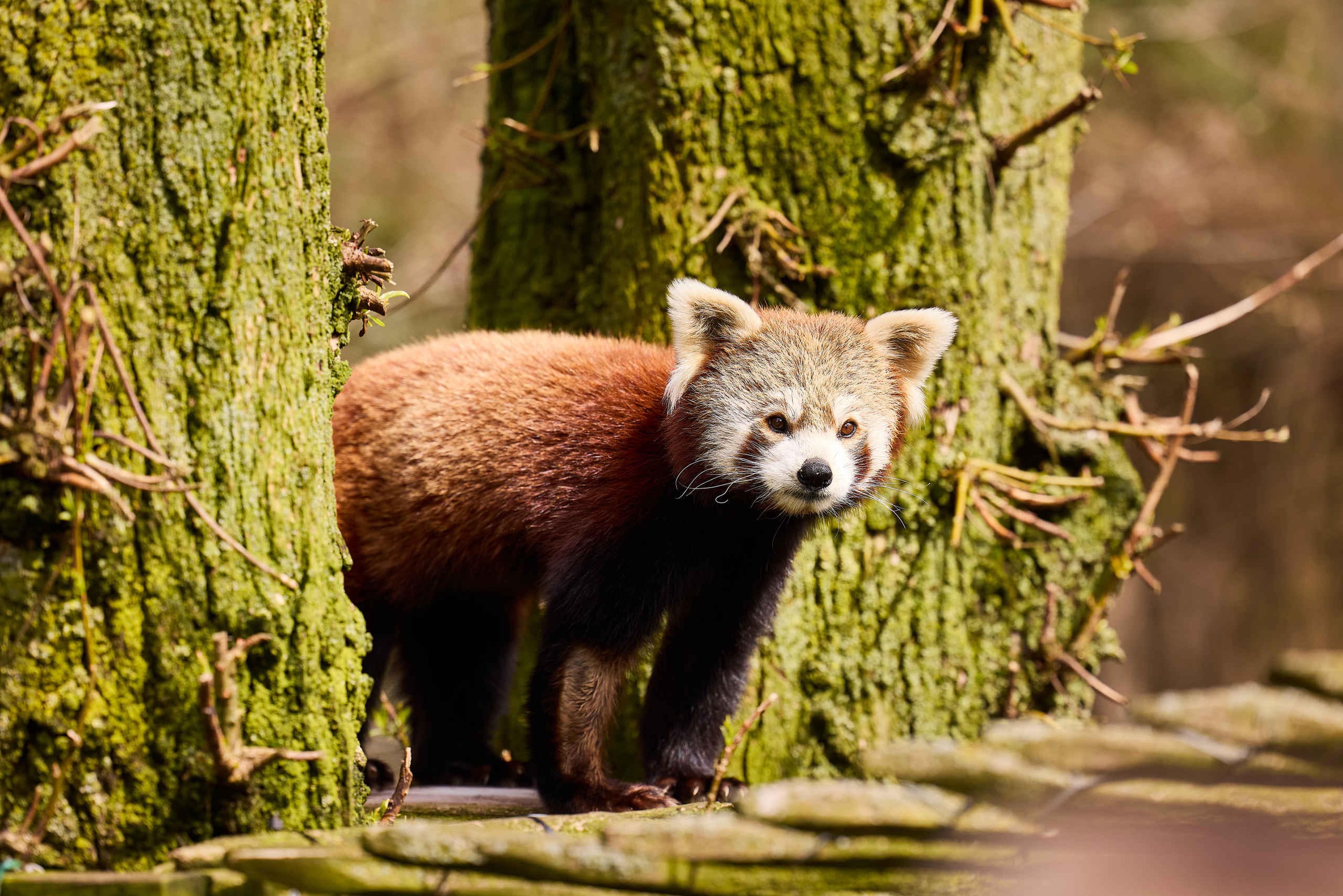Close-up rode panda tussen bomen AquaZoo Leeuwarden