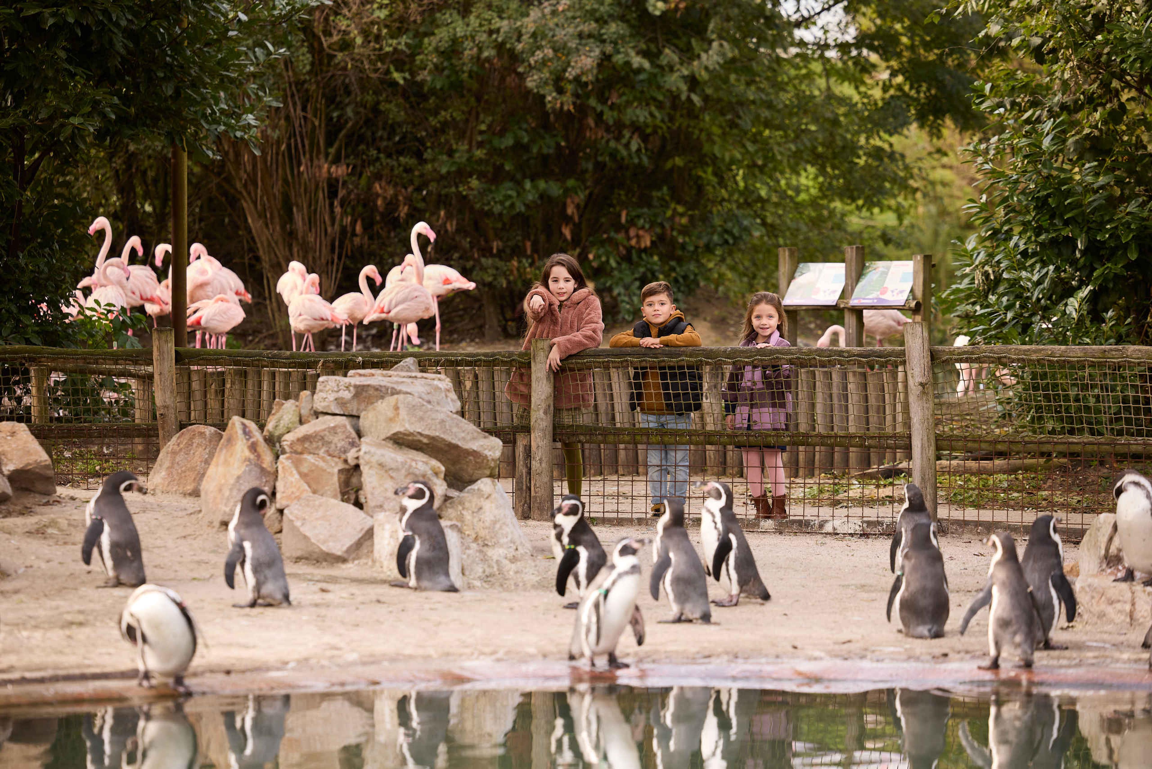 Herfst flamingo's, pinguïns en kinderen bij Eindhoven Zoo