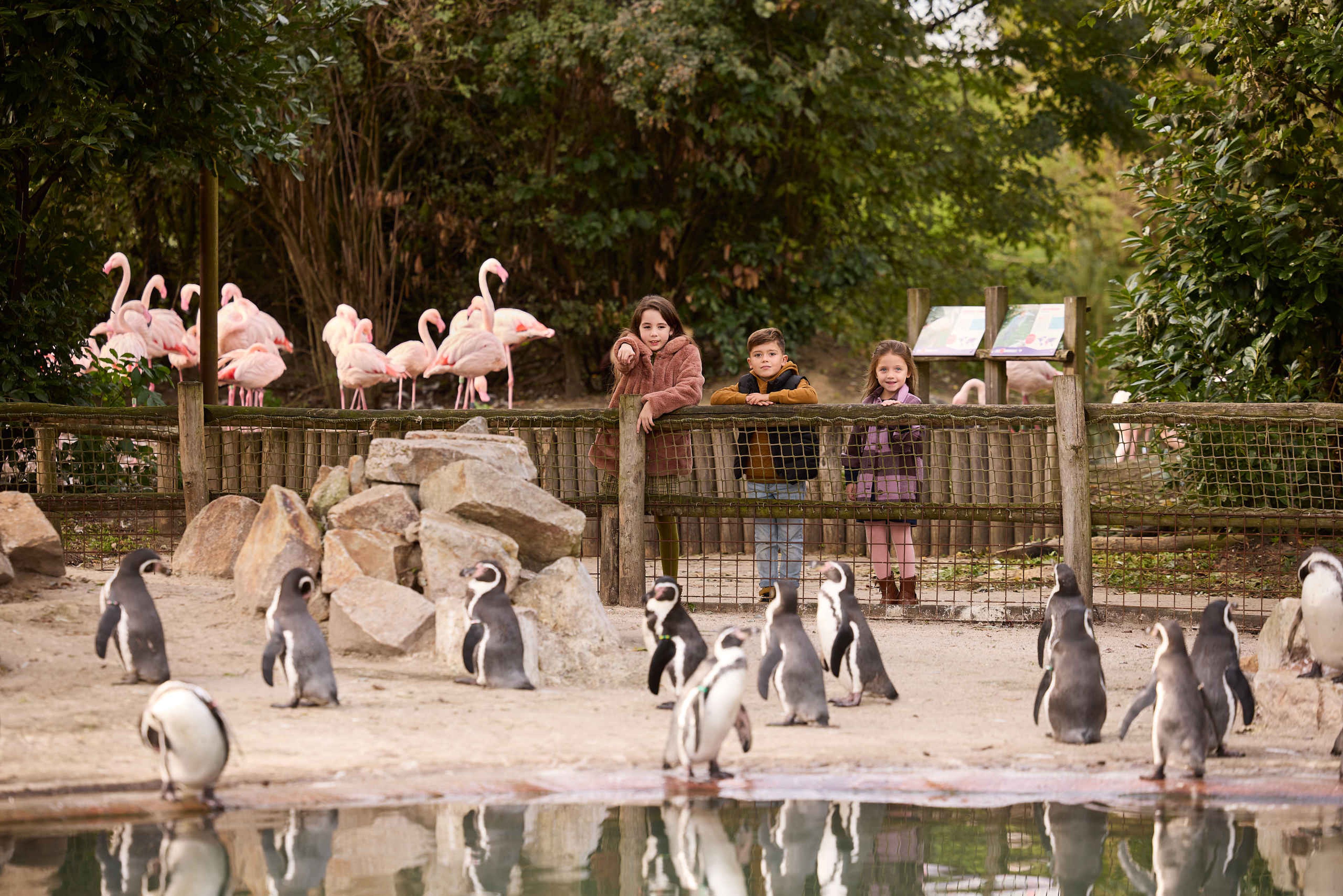 Herfst flamingo's, pinguïns en kinderen bij Eindhoven Zoo