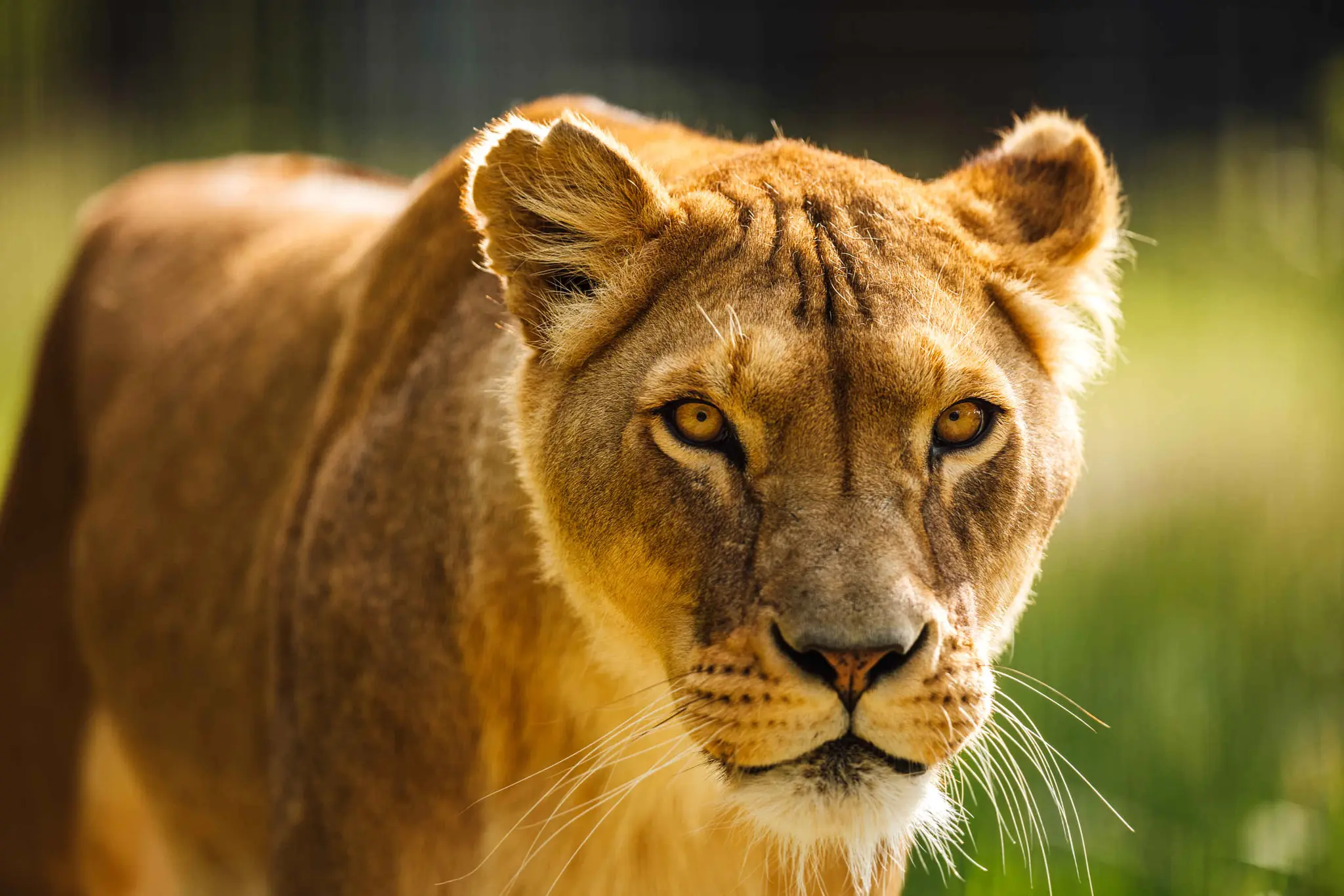 Close-up van een leeuwin in Safaripark Beekse Bergen